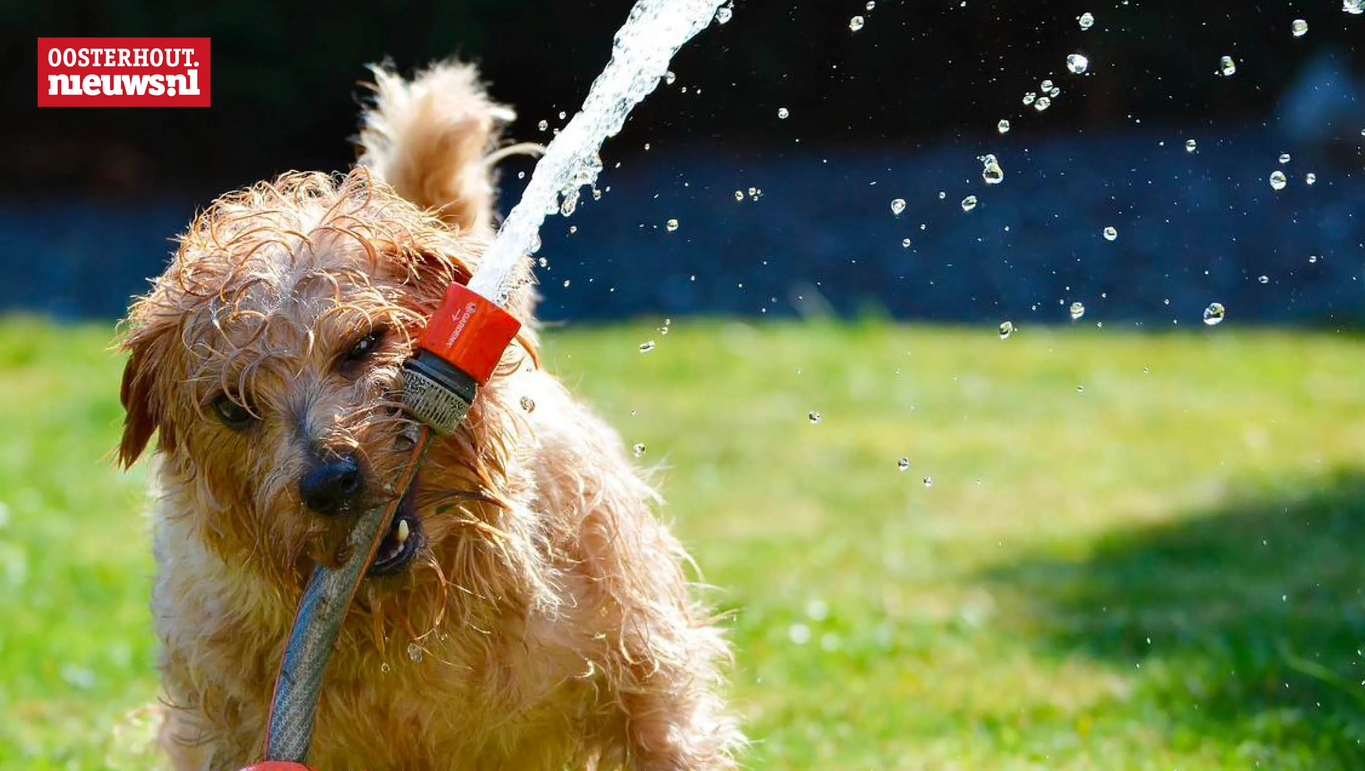 hond water heet zomer