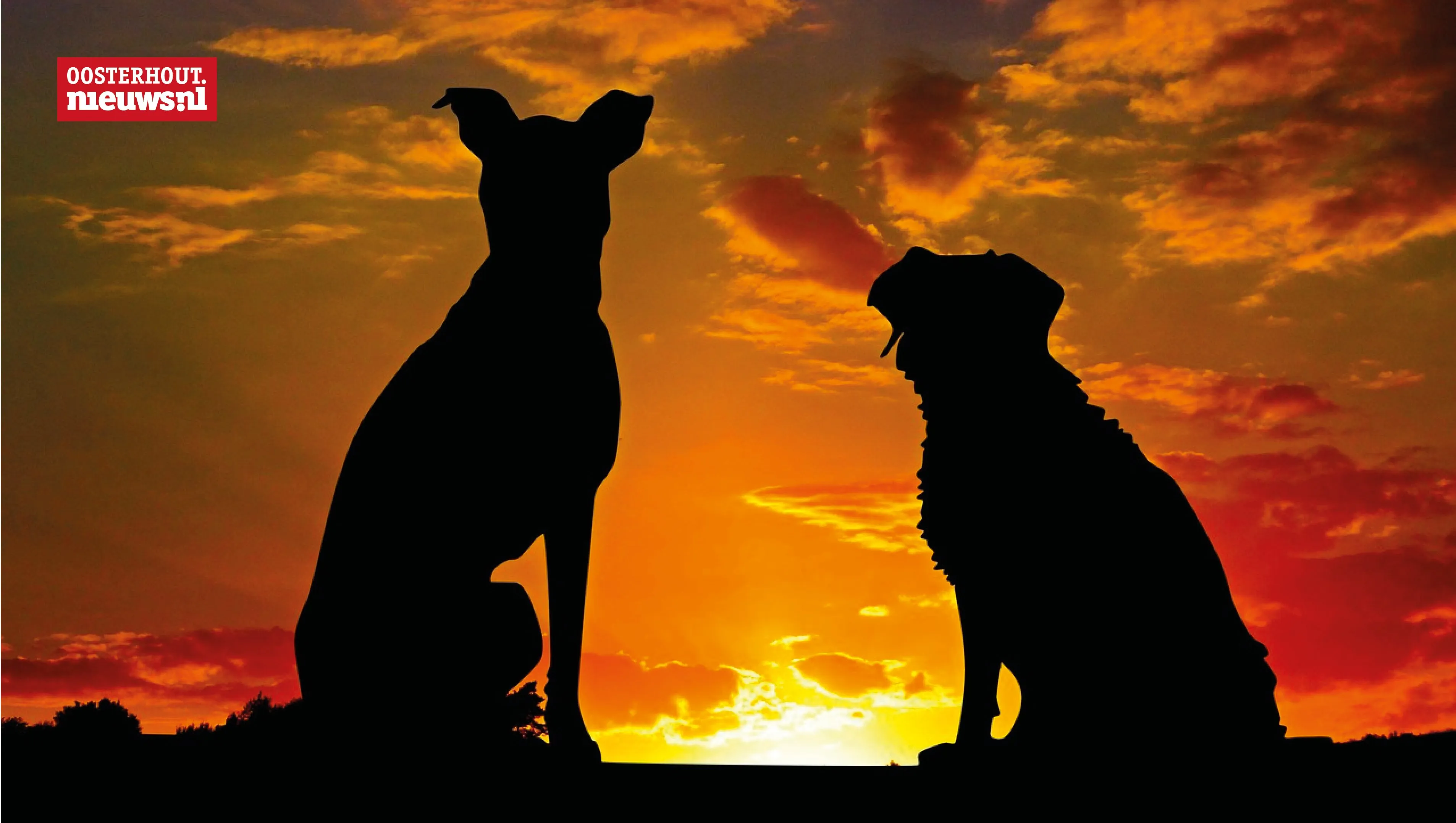honden zonsondergang
