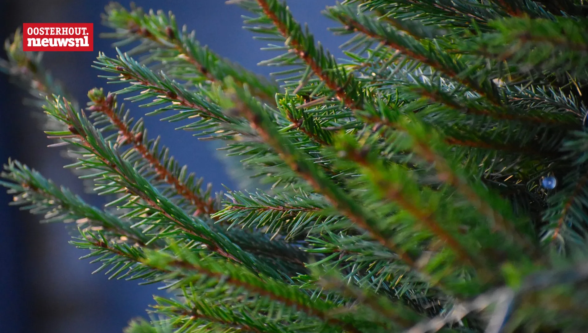 kerstboom