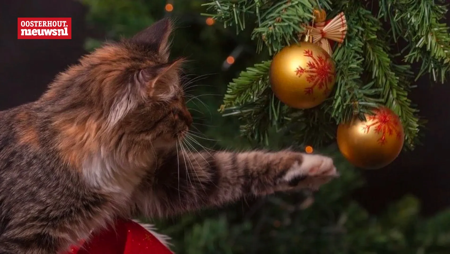 kerstboom kat