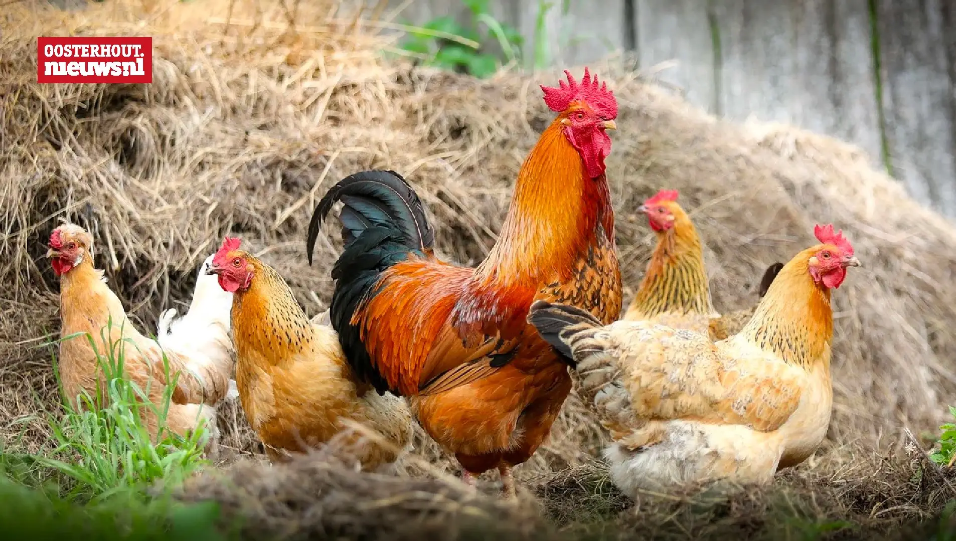 Landelijke ophokplicht pluimvee vanwege vogelgriep
