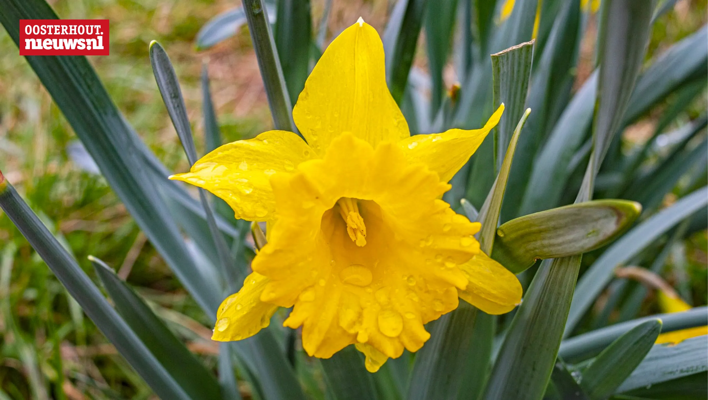 lente bloem regen