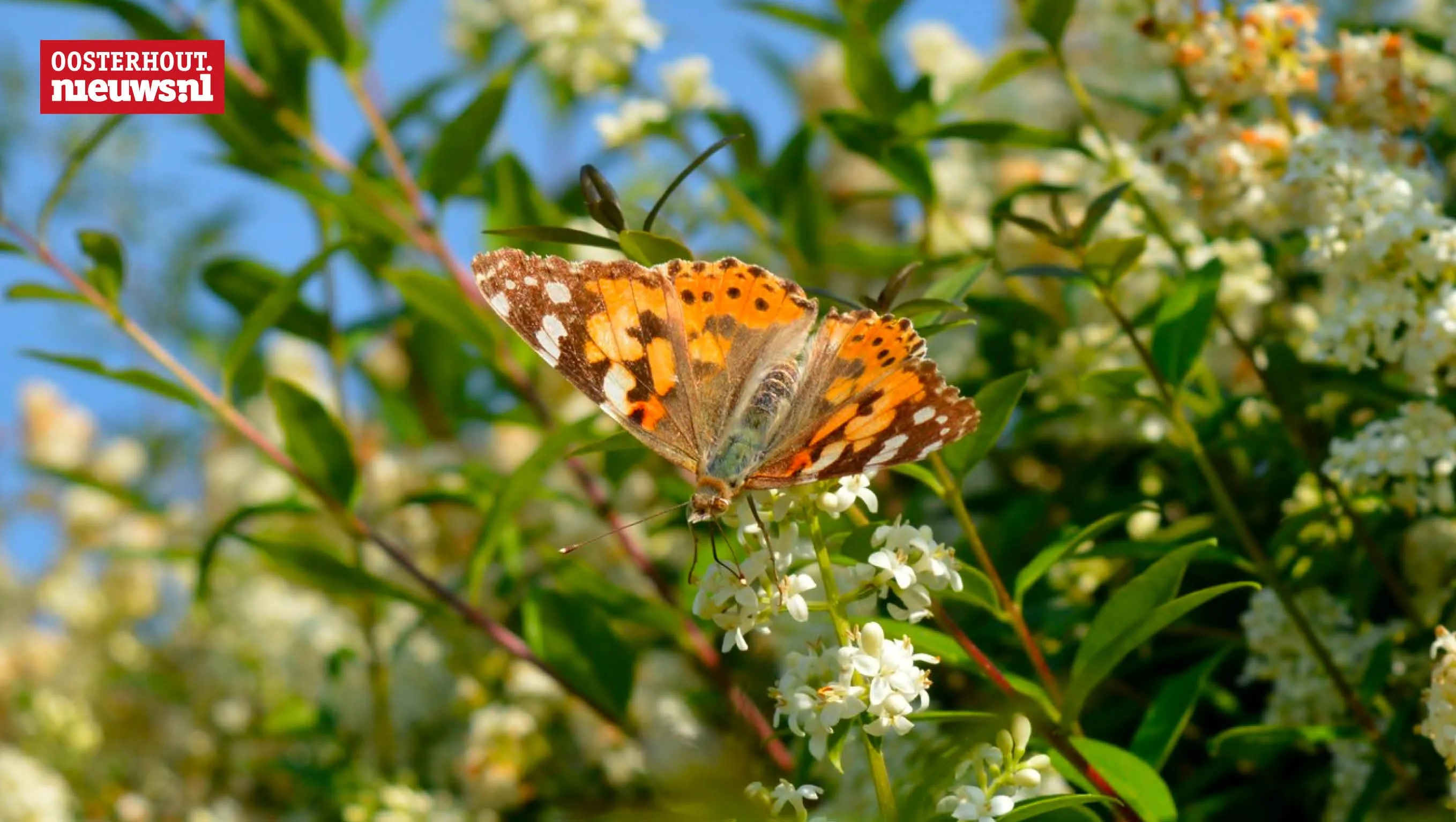 natuur in de wijk
