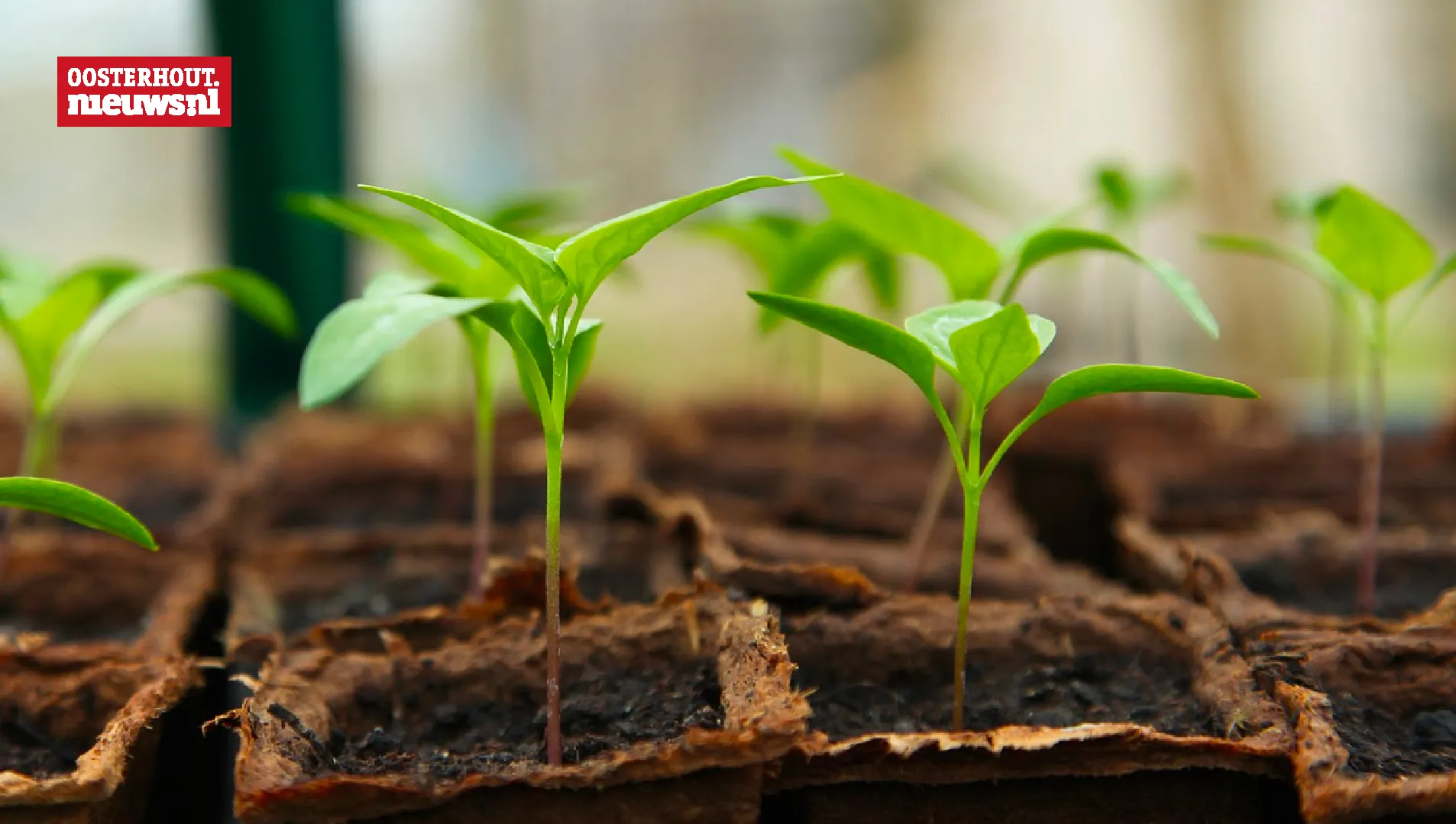 plantjes kiemen