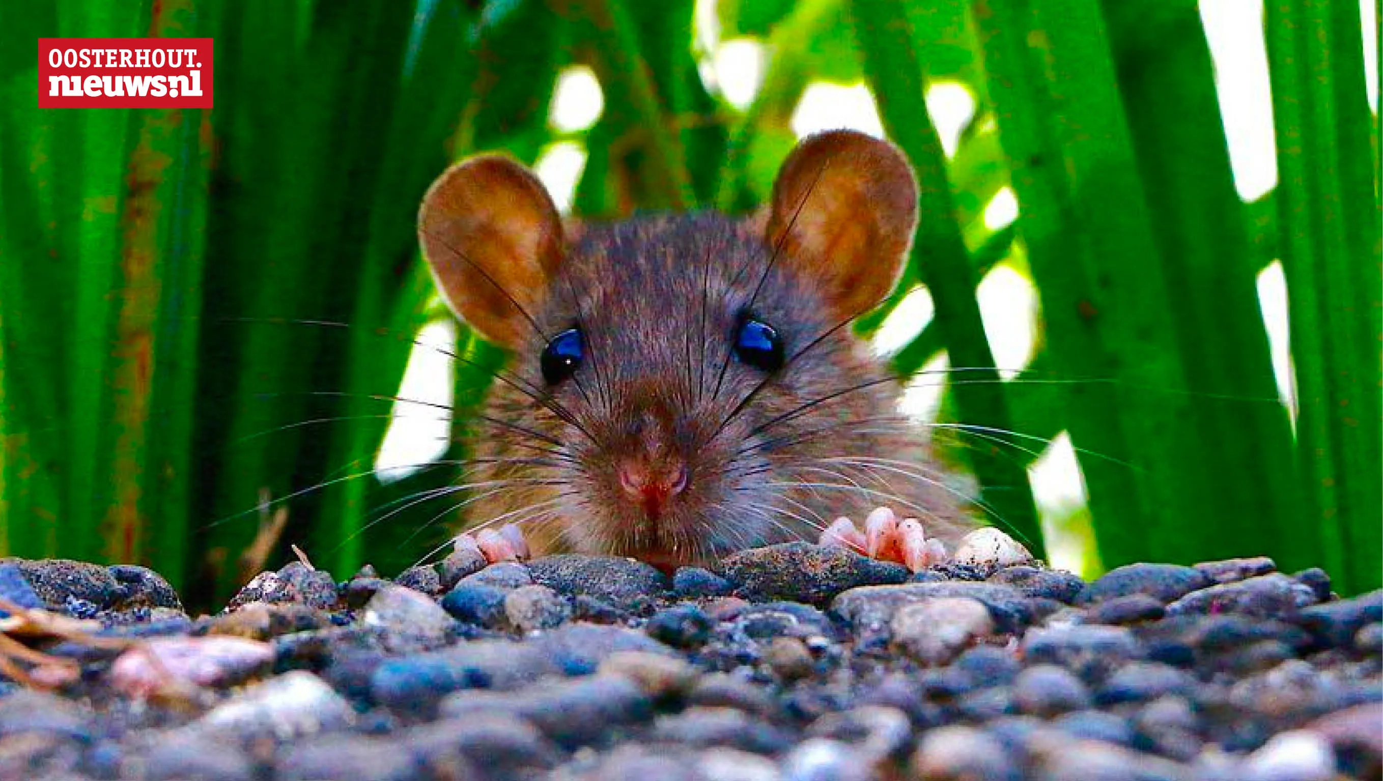 rat knaagdier
