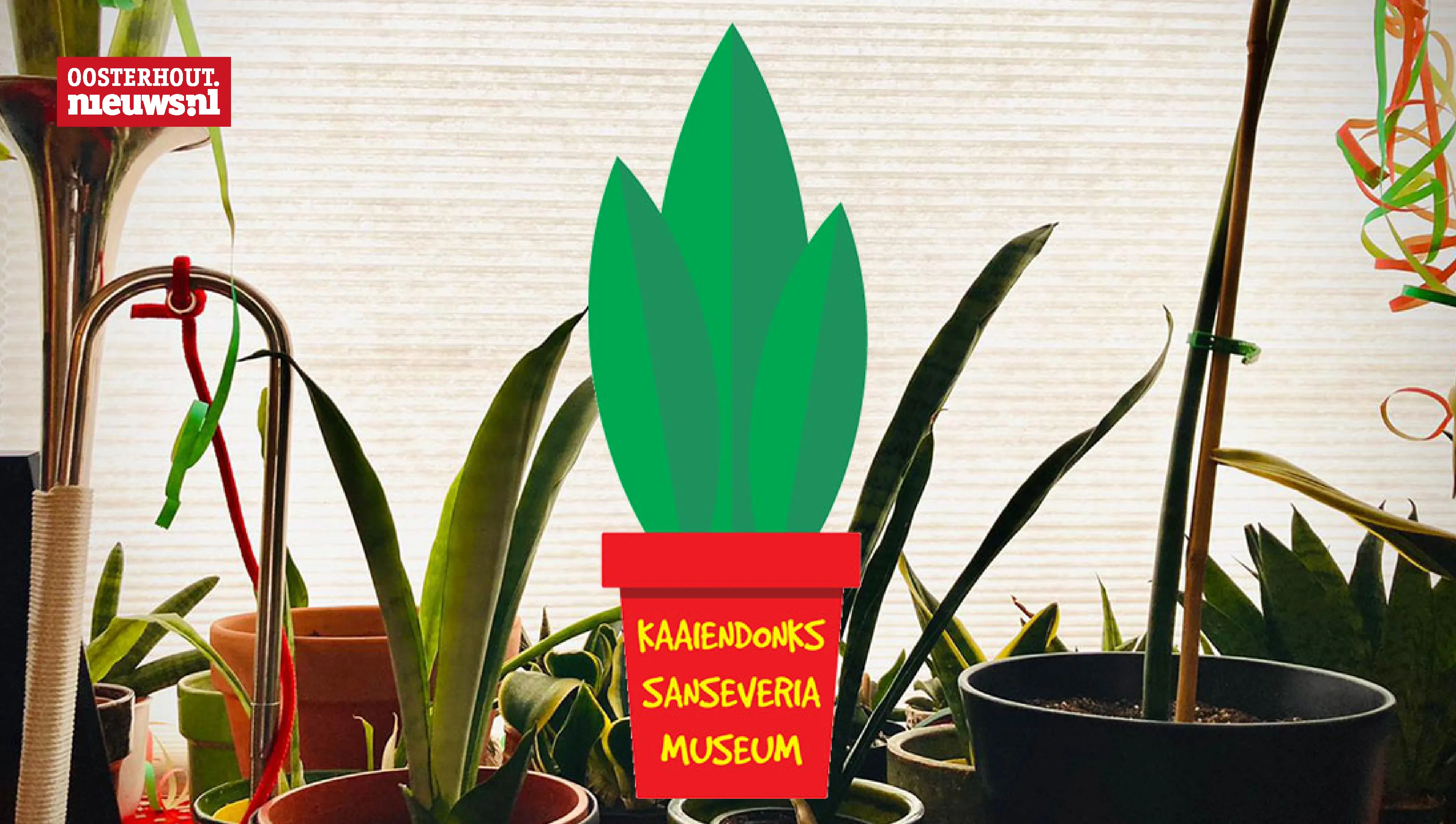 sanseveria museum