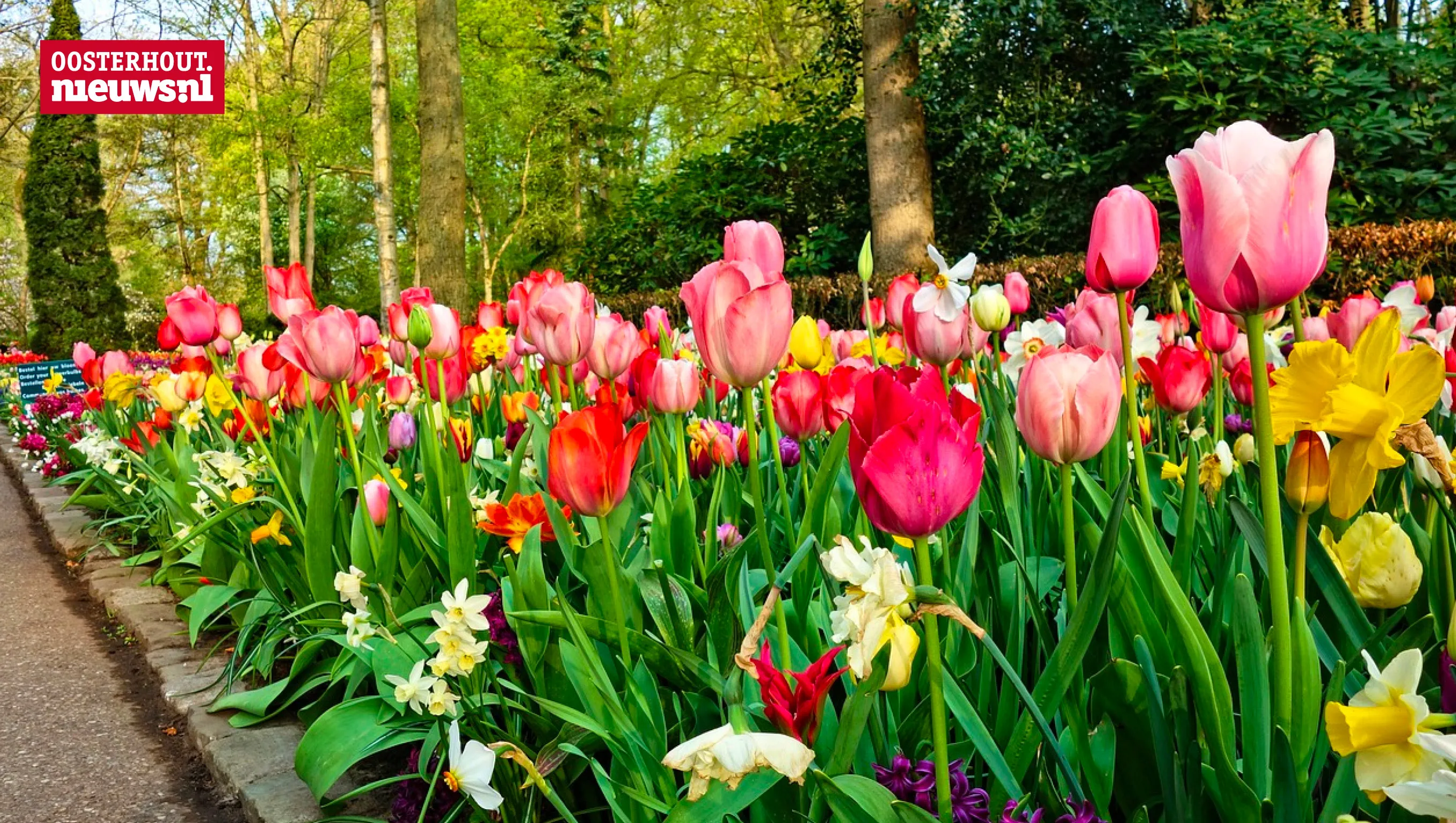 tulpen lente pasen voorjaar