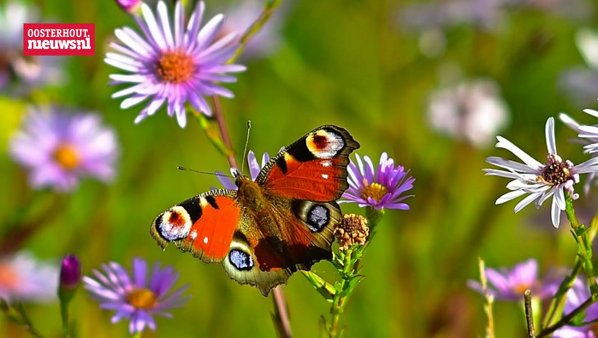 Zo help je vogels vlinders en planten tijdens de droogte