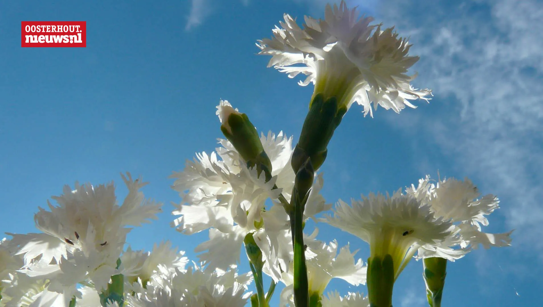 witte anjers