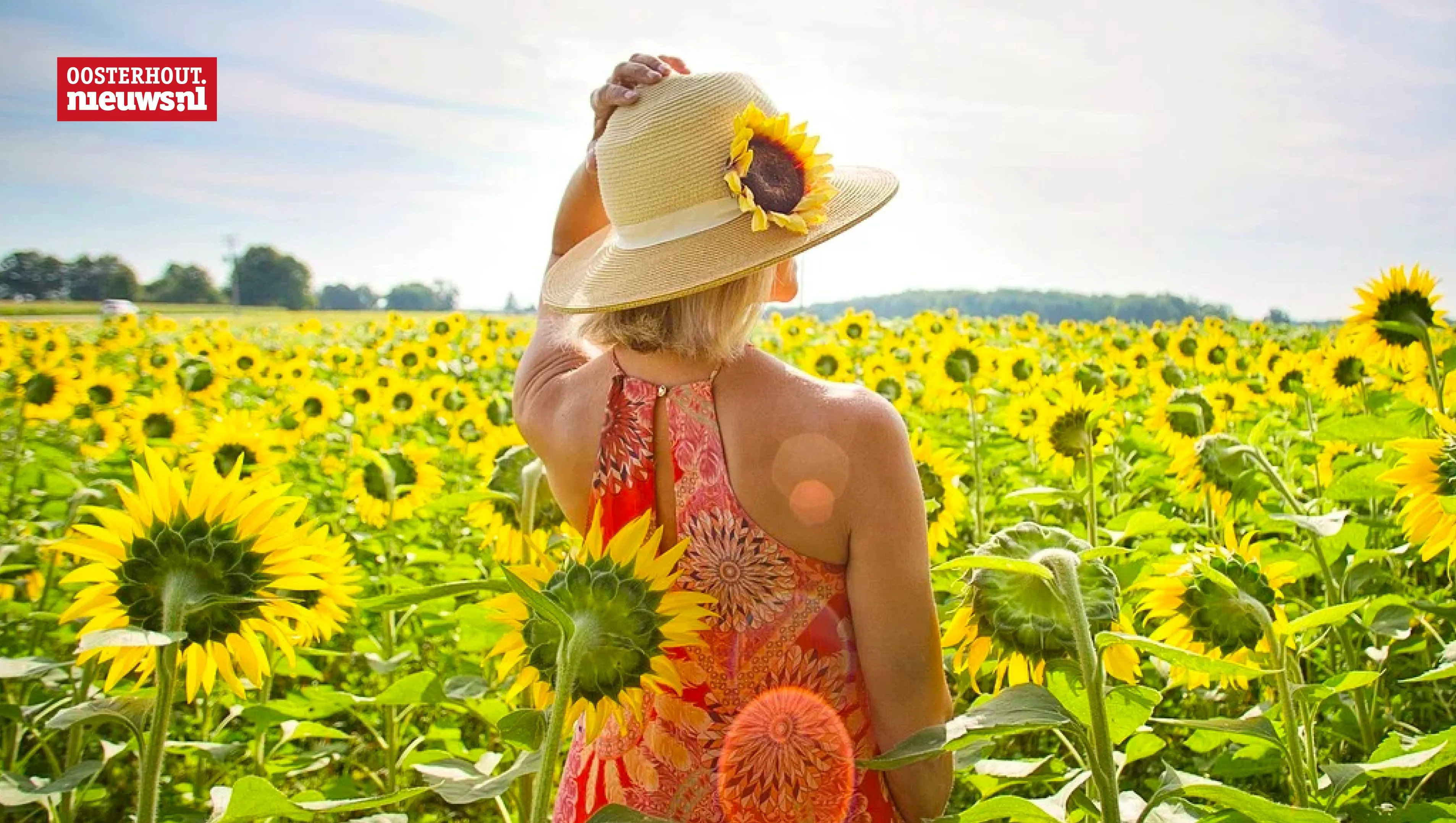 zonnig zomer zonnebloem