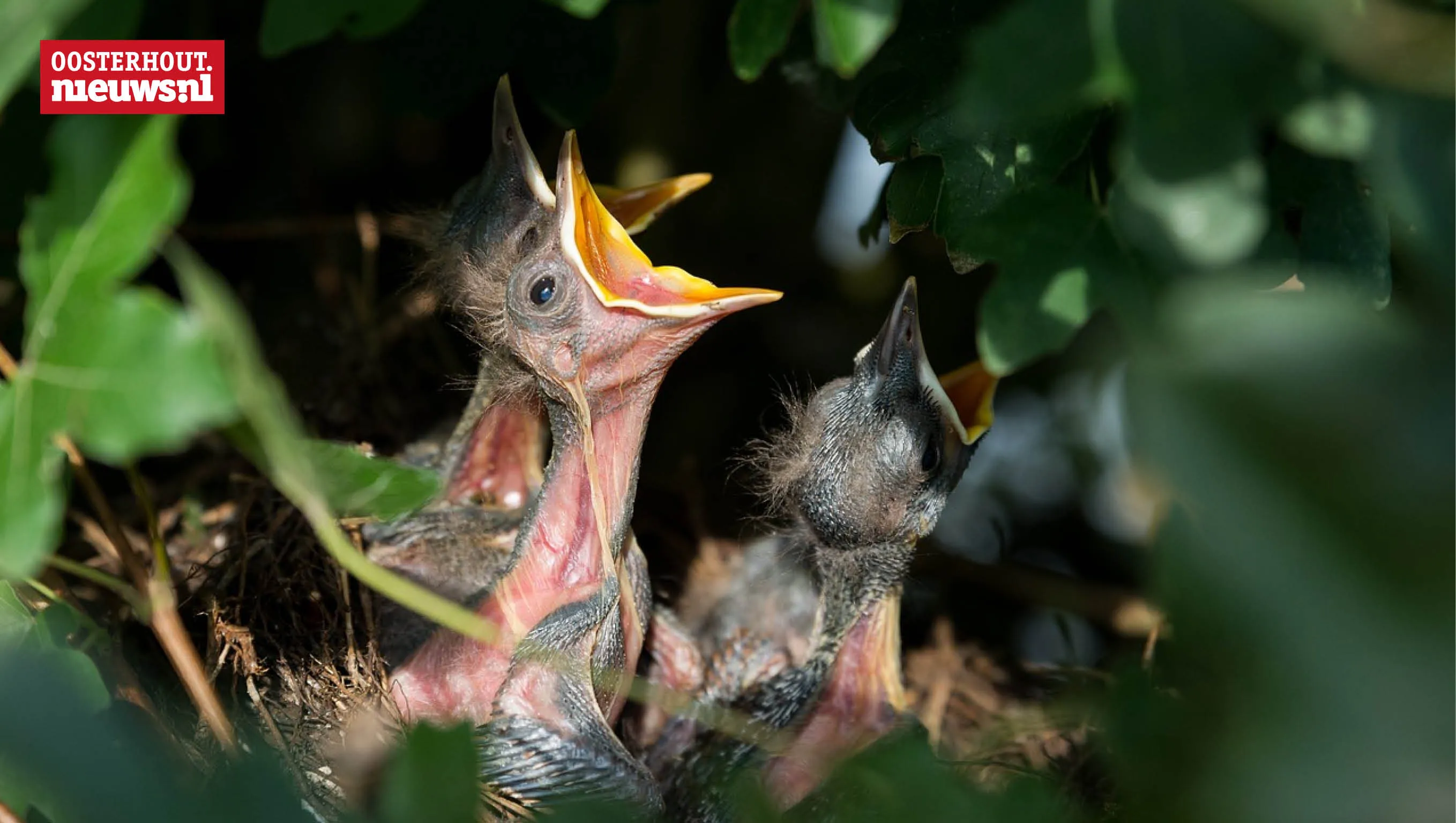 kuikens nest