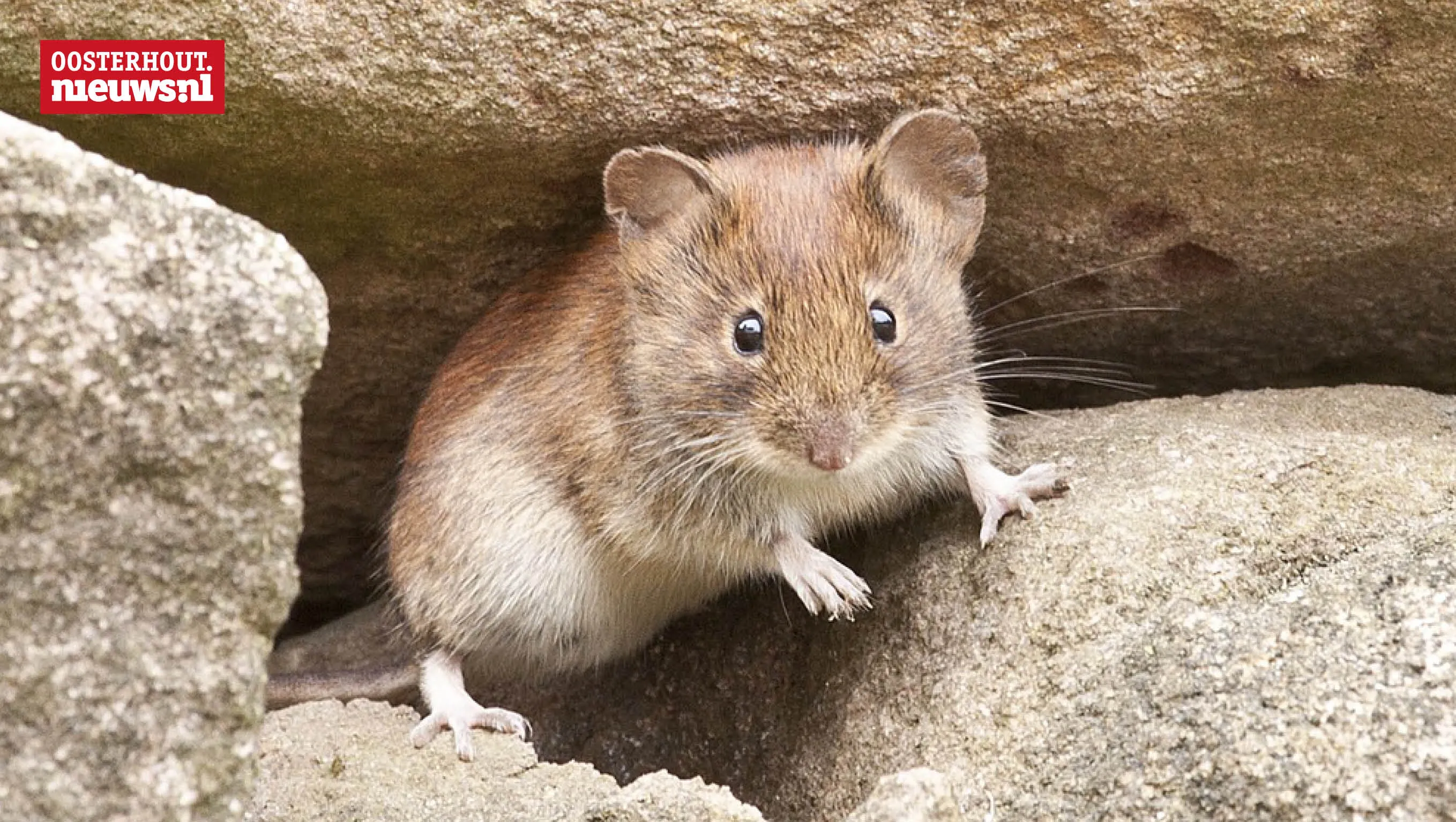 Check nu je woning want de kou brengt ongedierte naar binnen