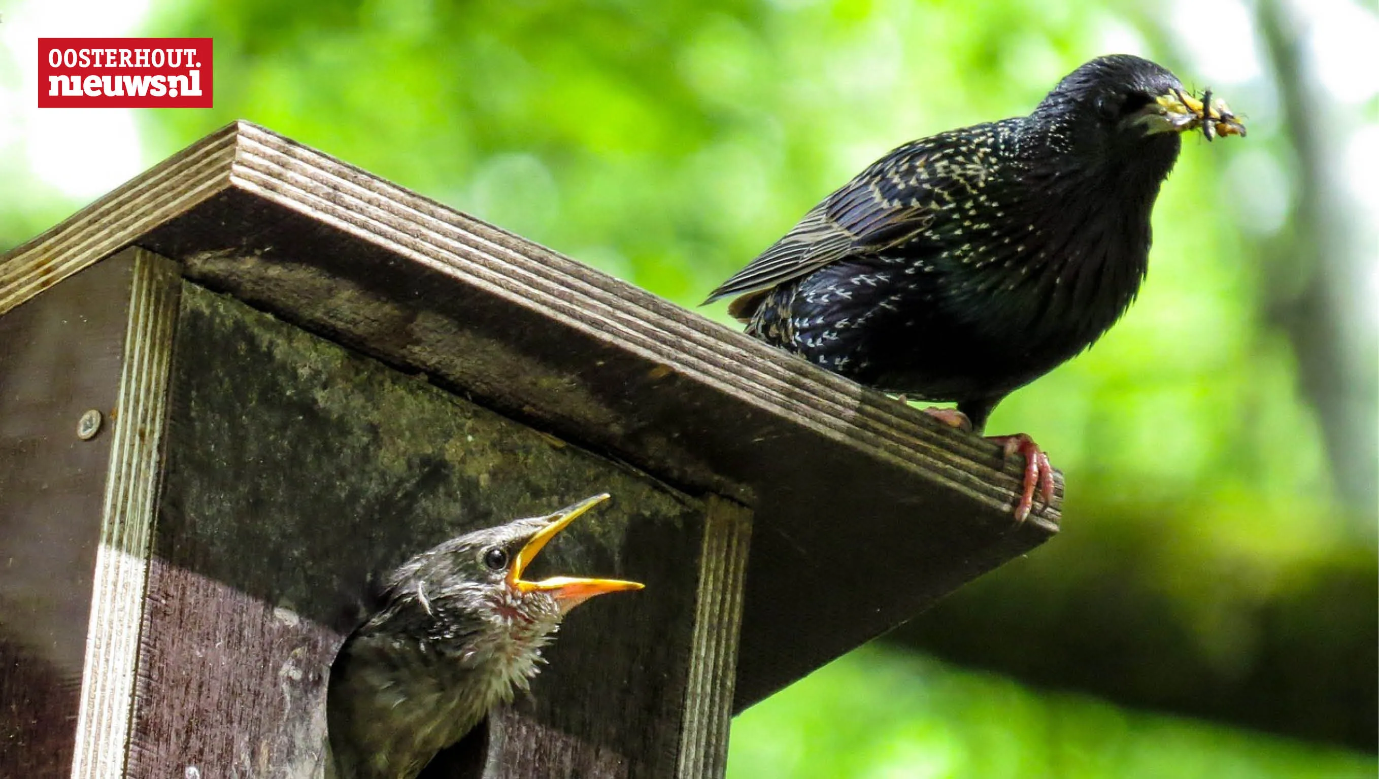 Help anderen met hun tuin vergroenen en wordt Tuincoach