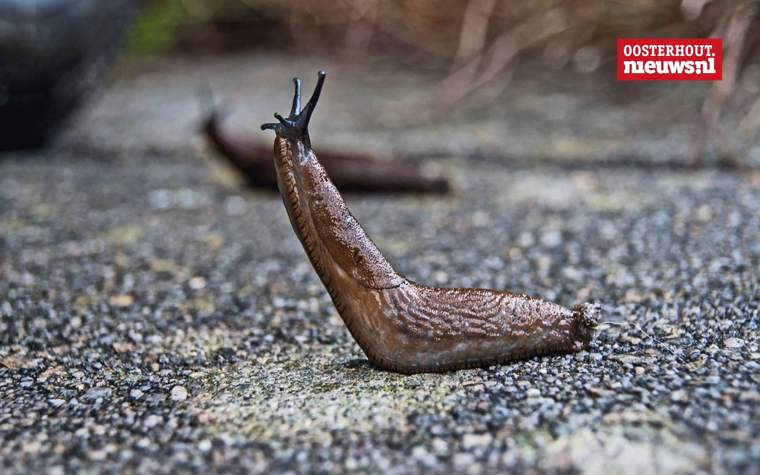Christians vrolijke versje: Gevaarlijk terrein