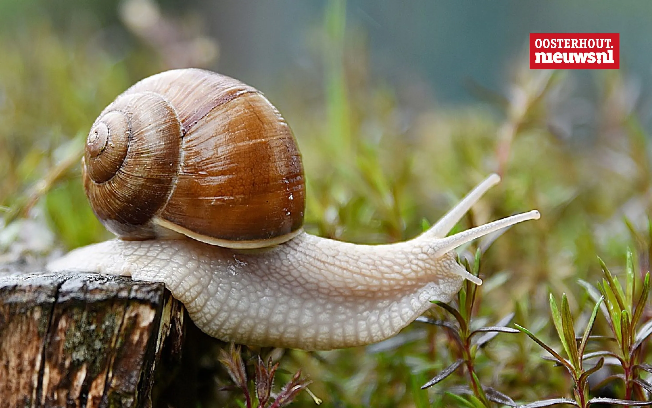 Christians vrolijke versje: op een huisjesslak