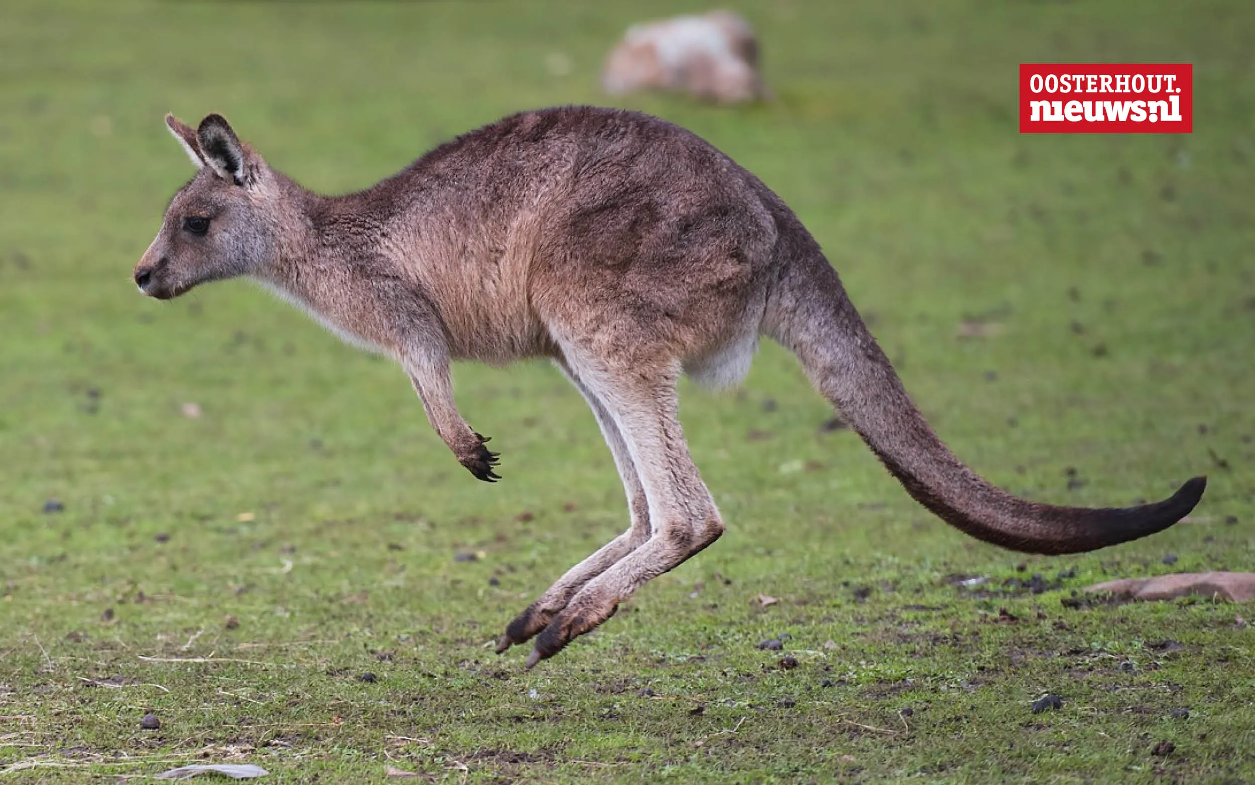 Christians vrolijke versje: Een goed doel
