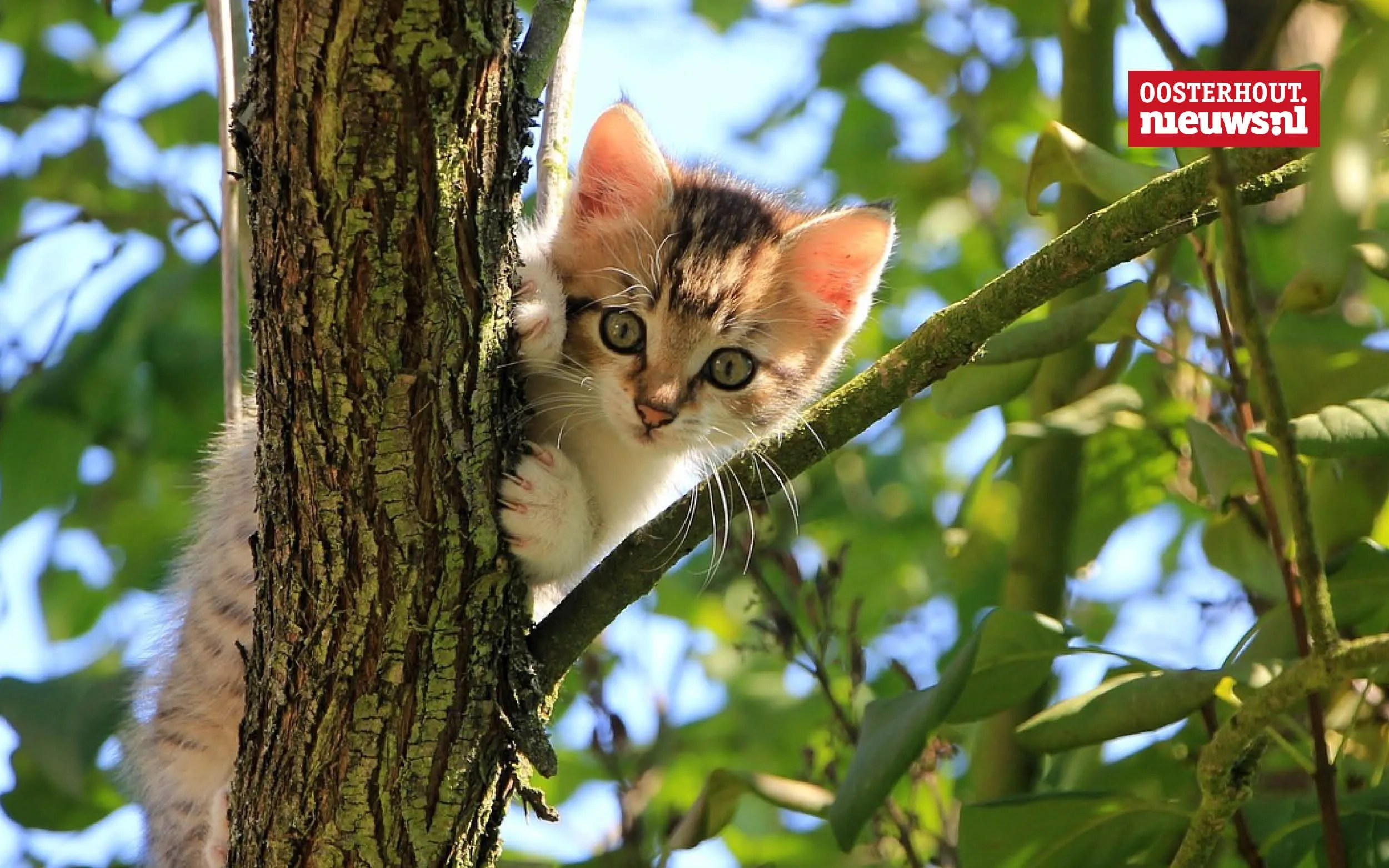 Christians vrolijke versje: Katten