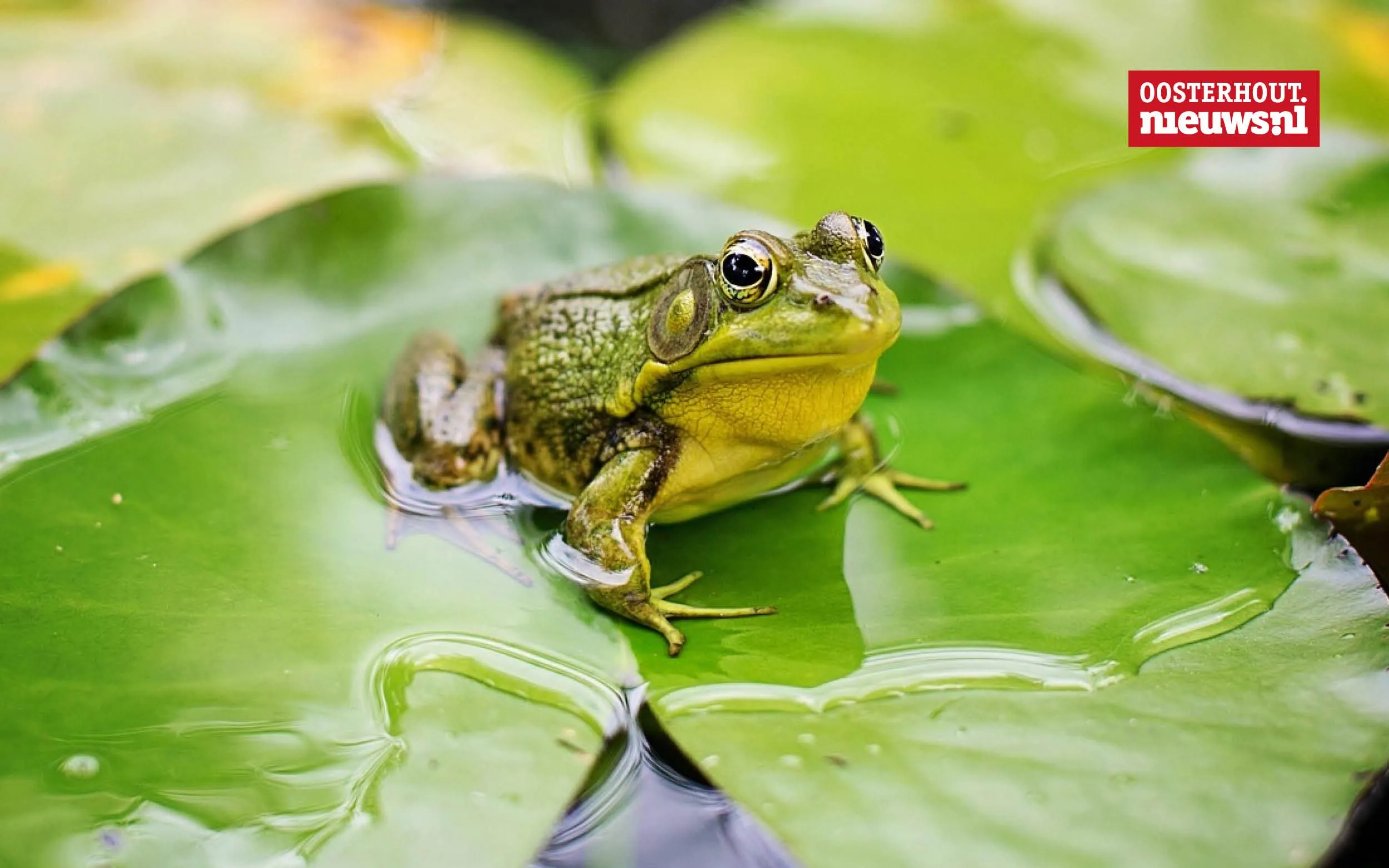 Christians vrolijke versje: Op een kikker