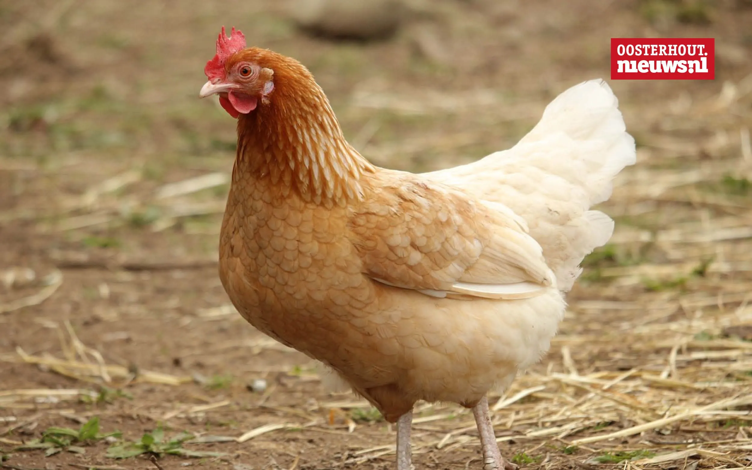 Christians vrolijke versje: Op een krielkip