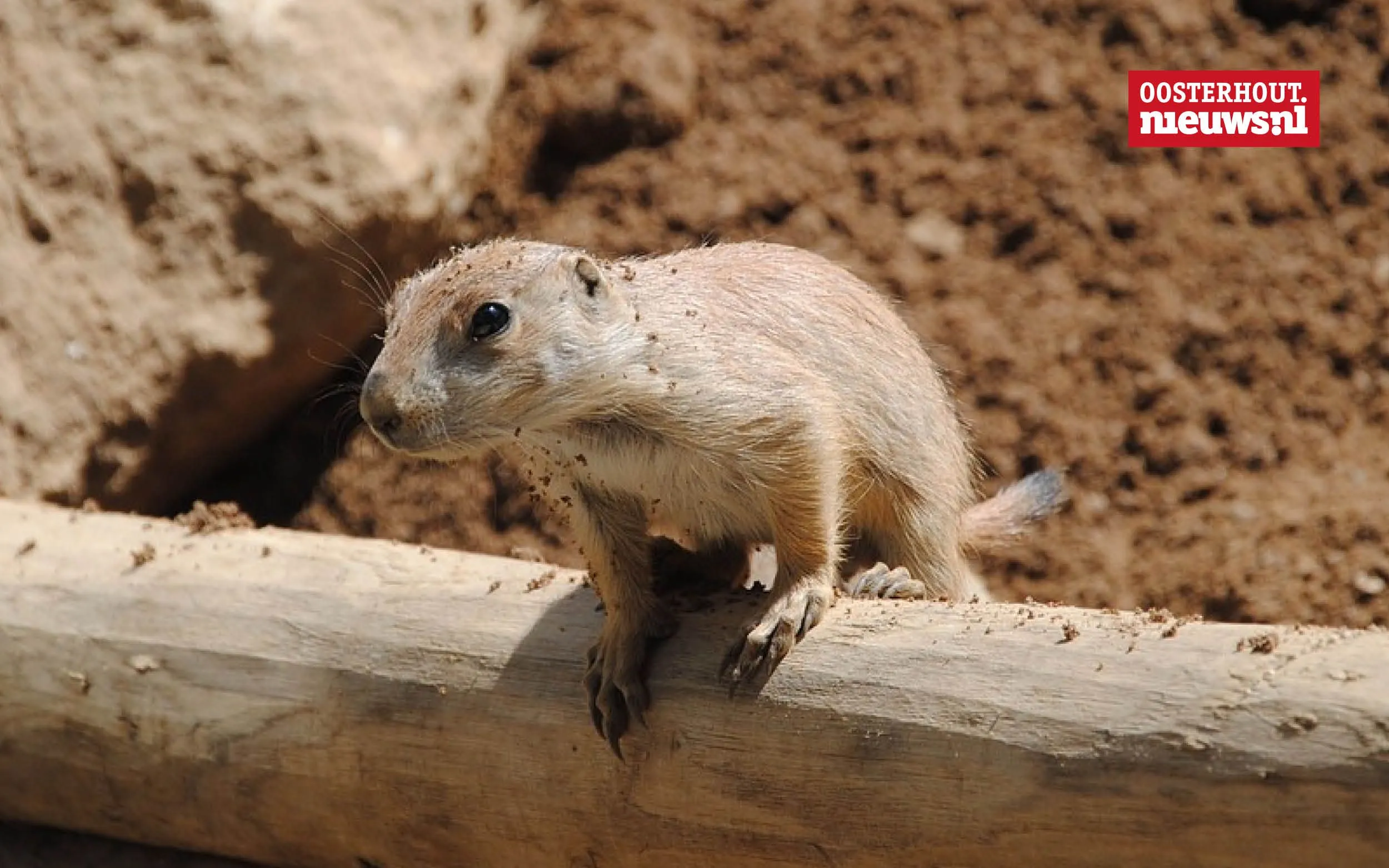Christians vrolijke versje: Op een lemming