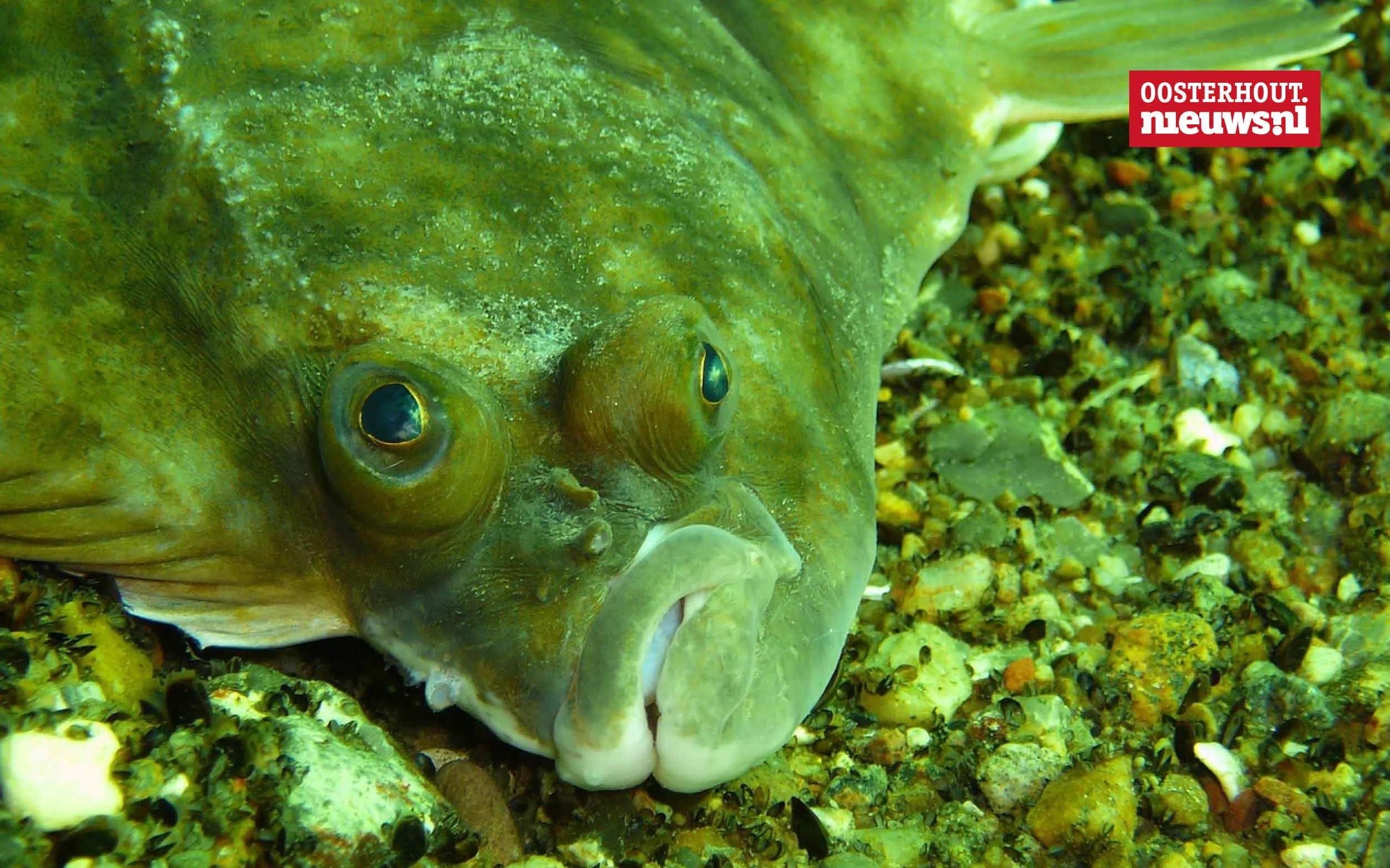 Christians vrolijke versje: 'Op een schol''