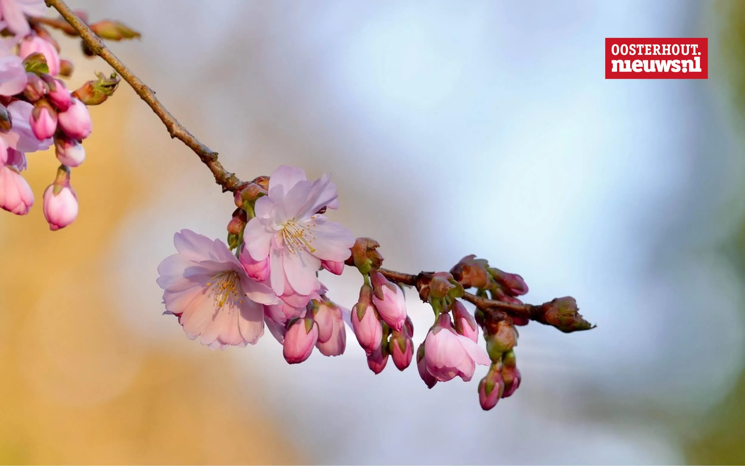 Christians vrolijke versje: "Het meisje van mijn dromen"