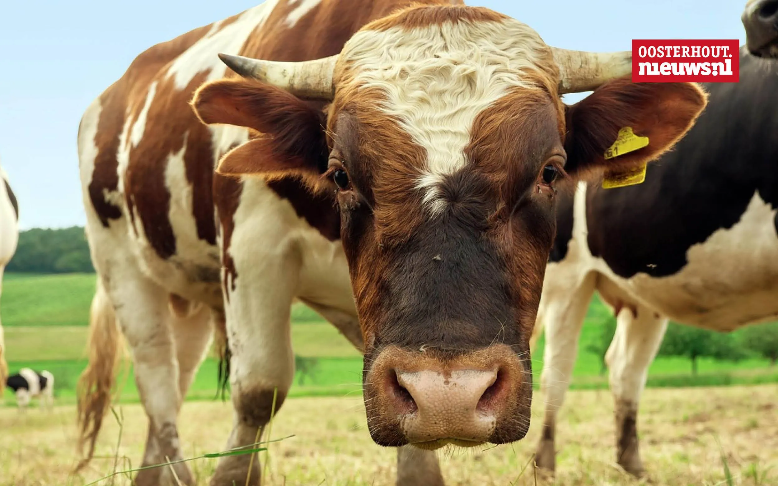 stier