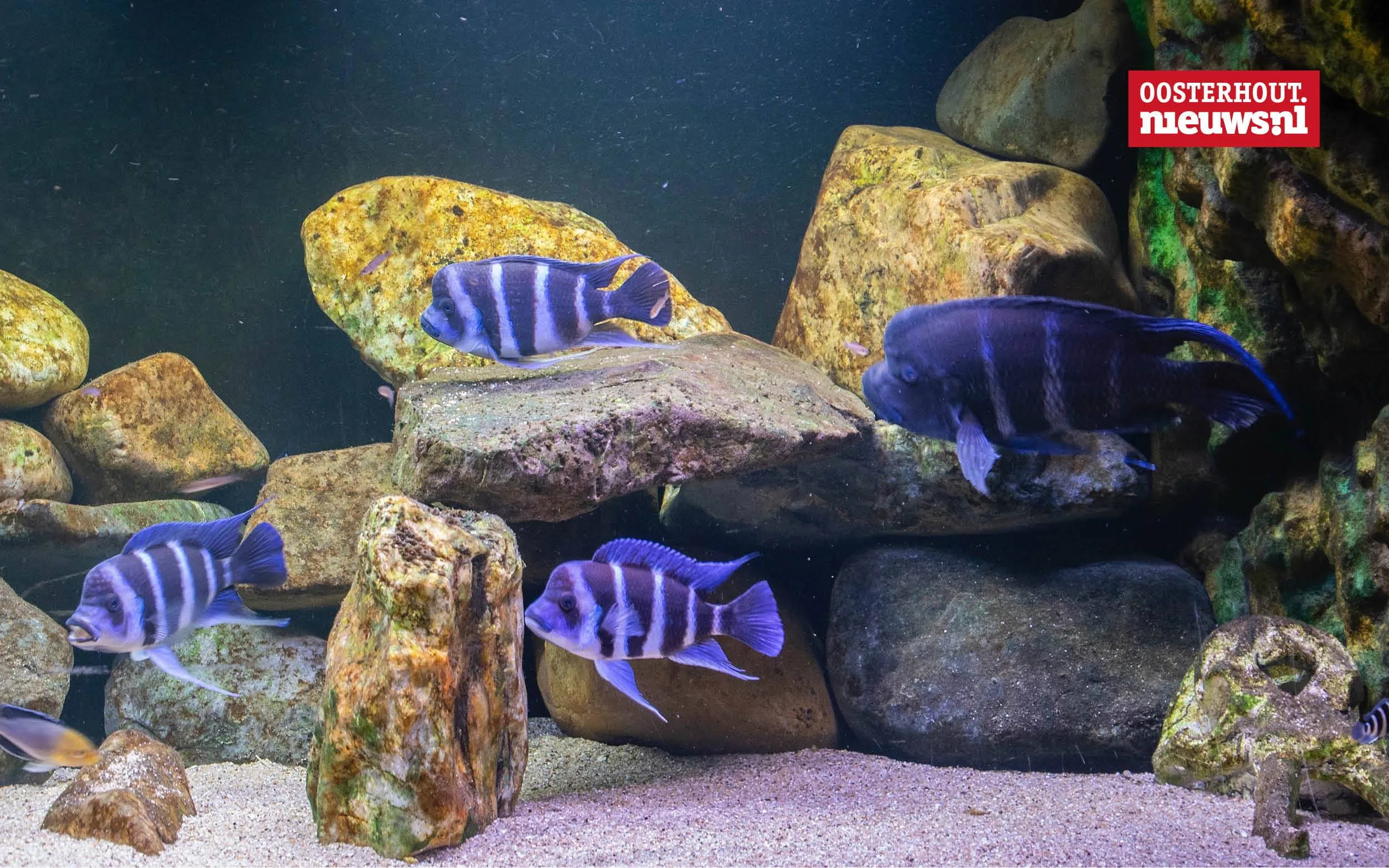 _Aquarium