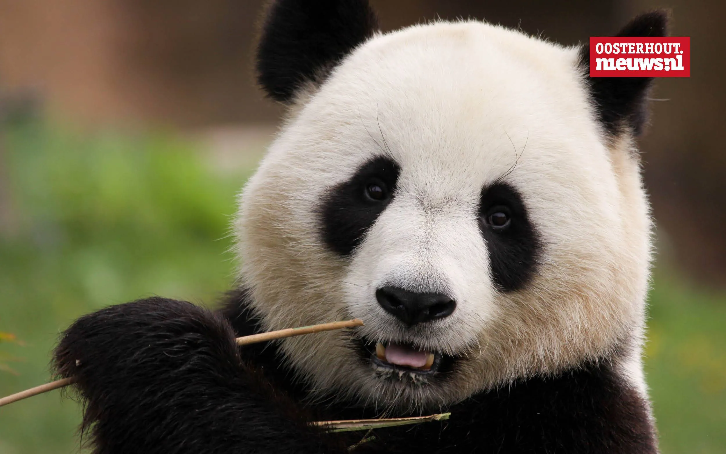 Christians vrolijke versje: "Op een reuzenpanda"