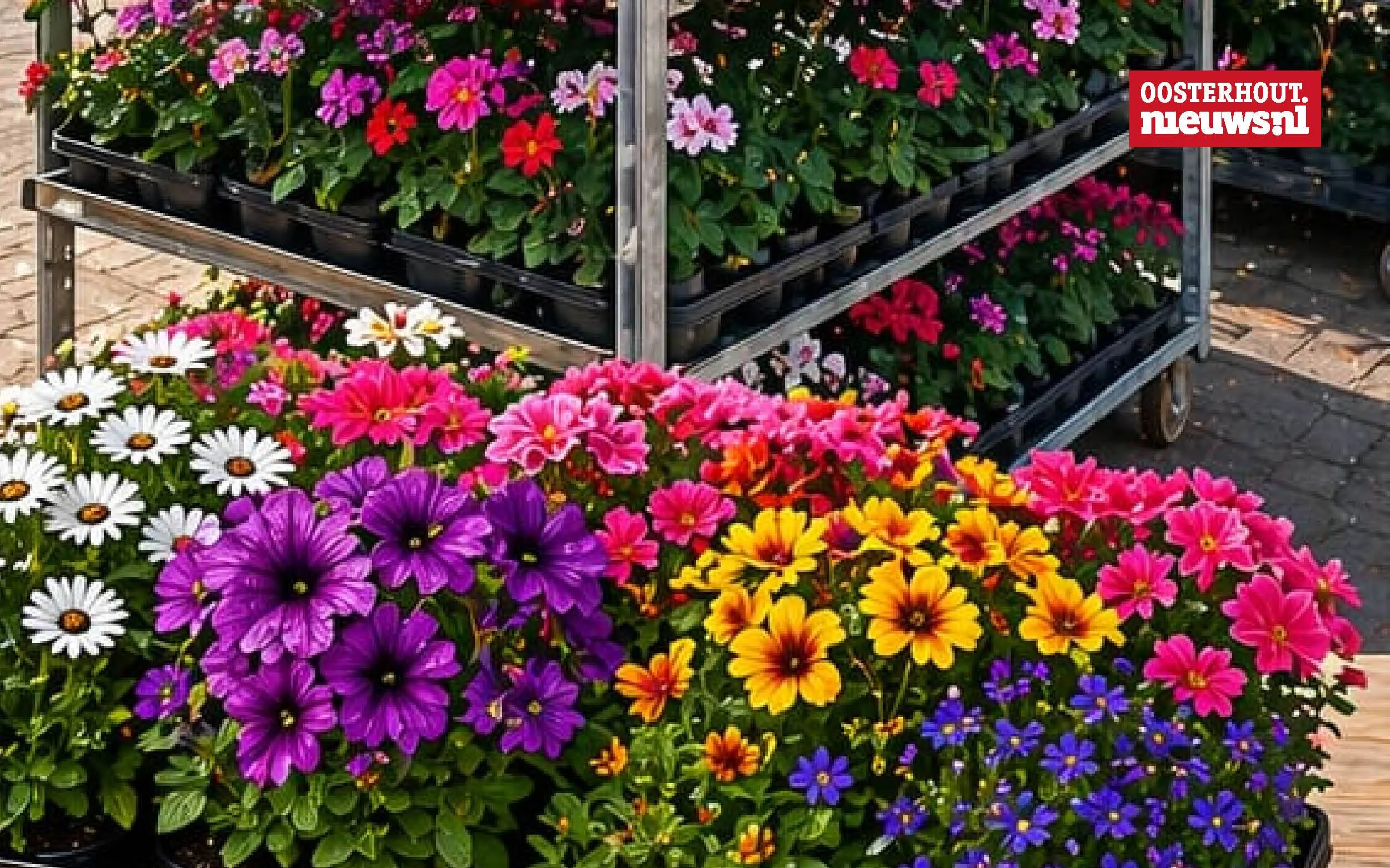 _Zomerbloeiers