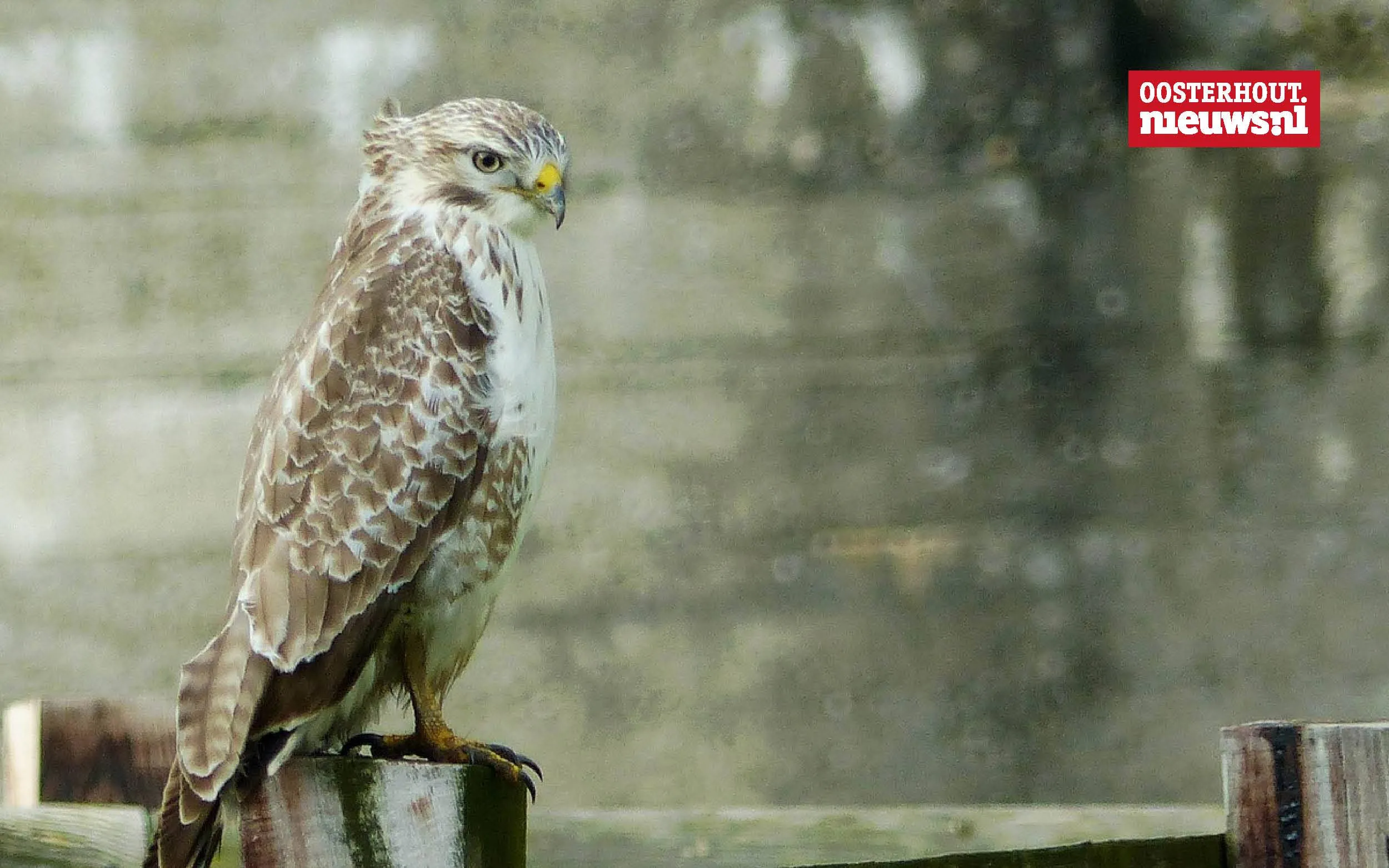 Christians vrolijke versje: "De oude buizerd"