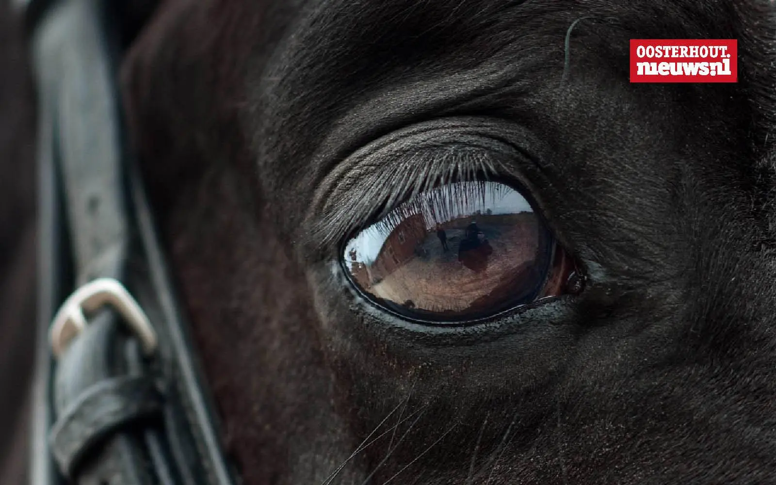 _Paard oog