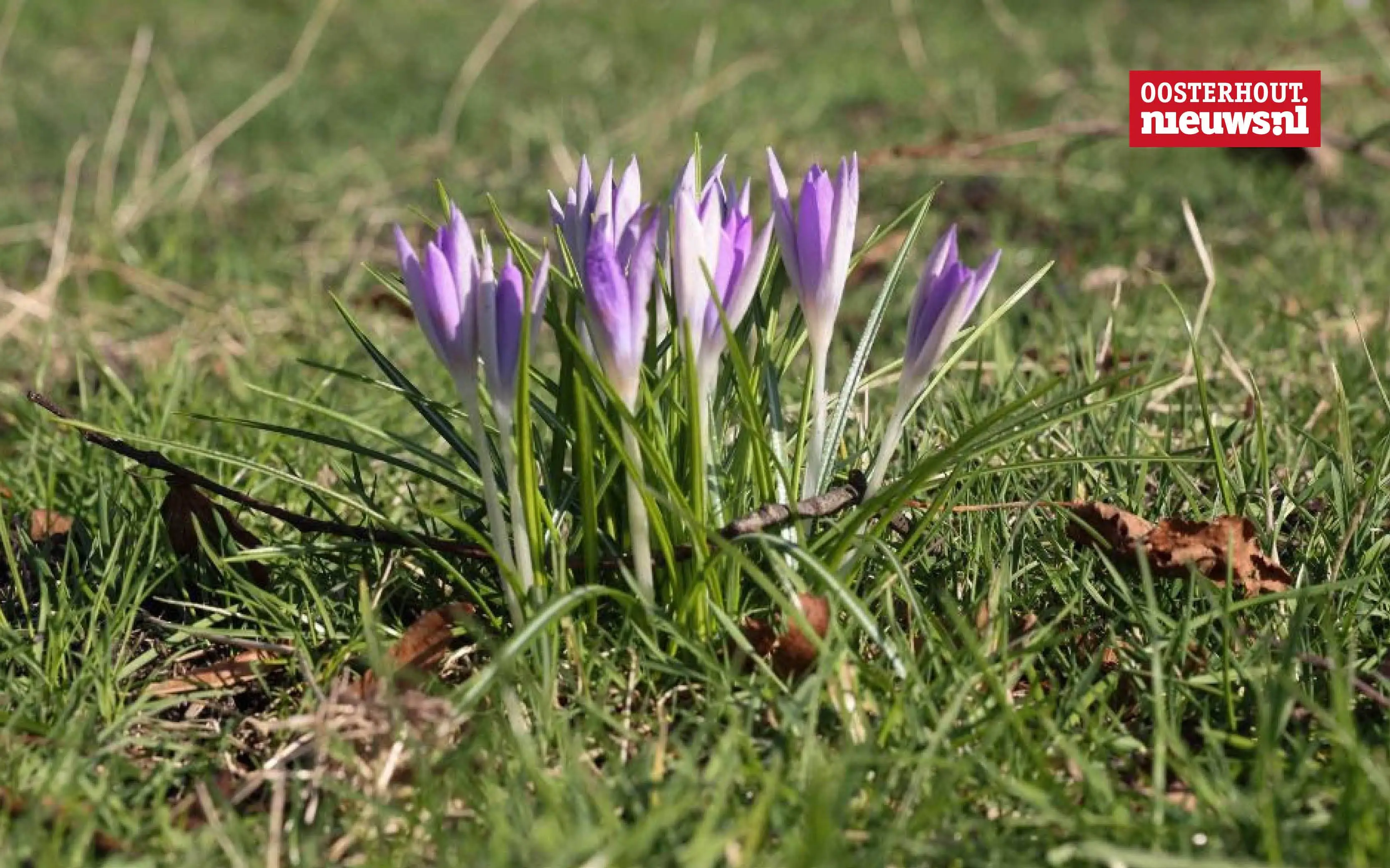 _Krokus