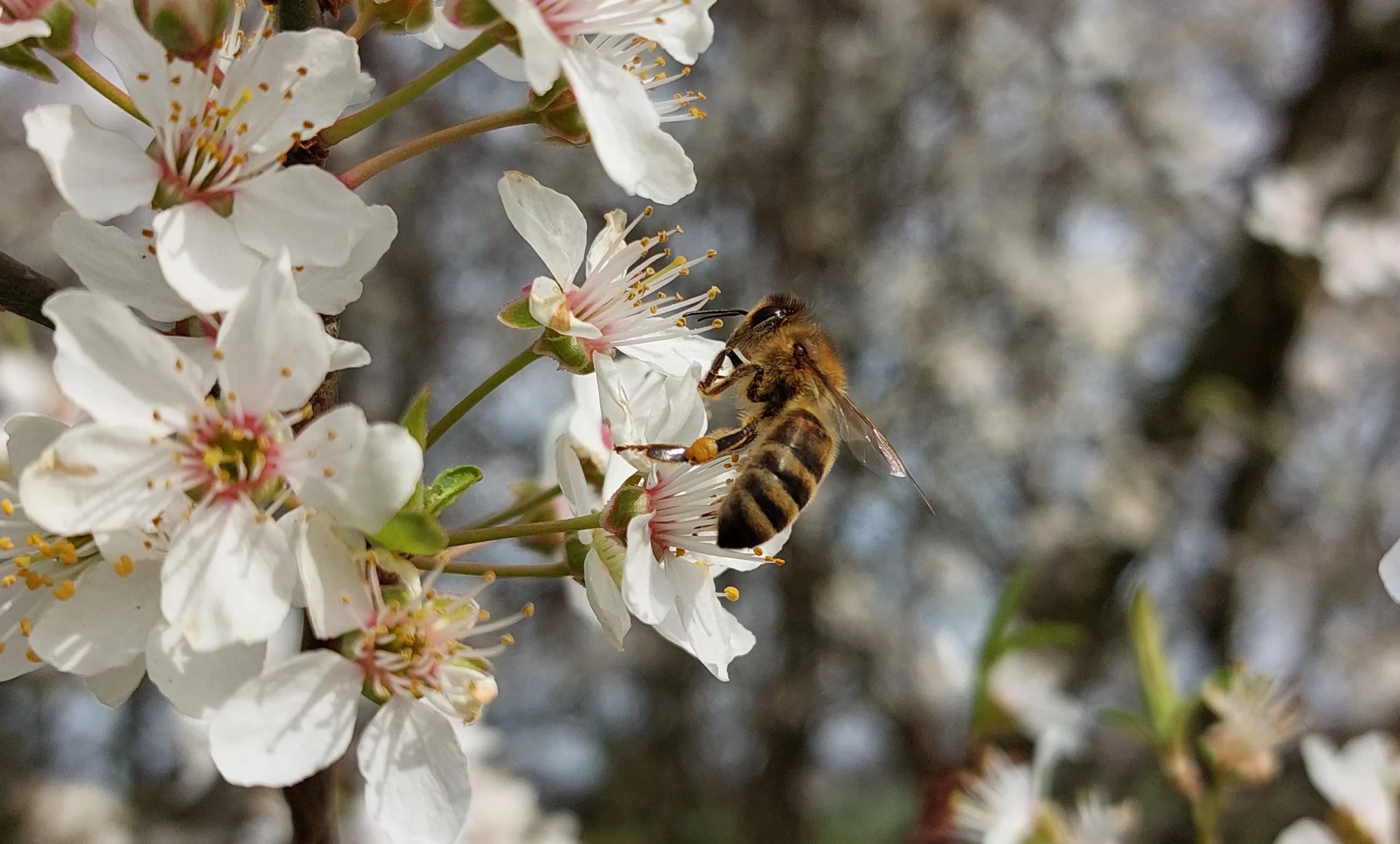 Geen bijen, geen appels; onderzoek naar bestuiving van fruitbomen