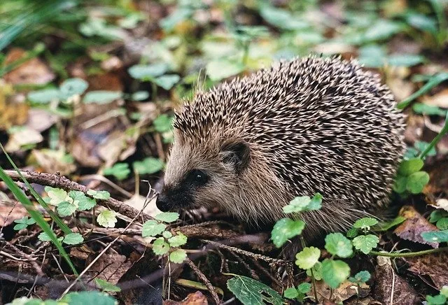 hedgehog 1700790 640