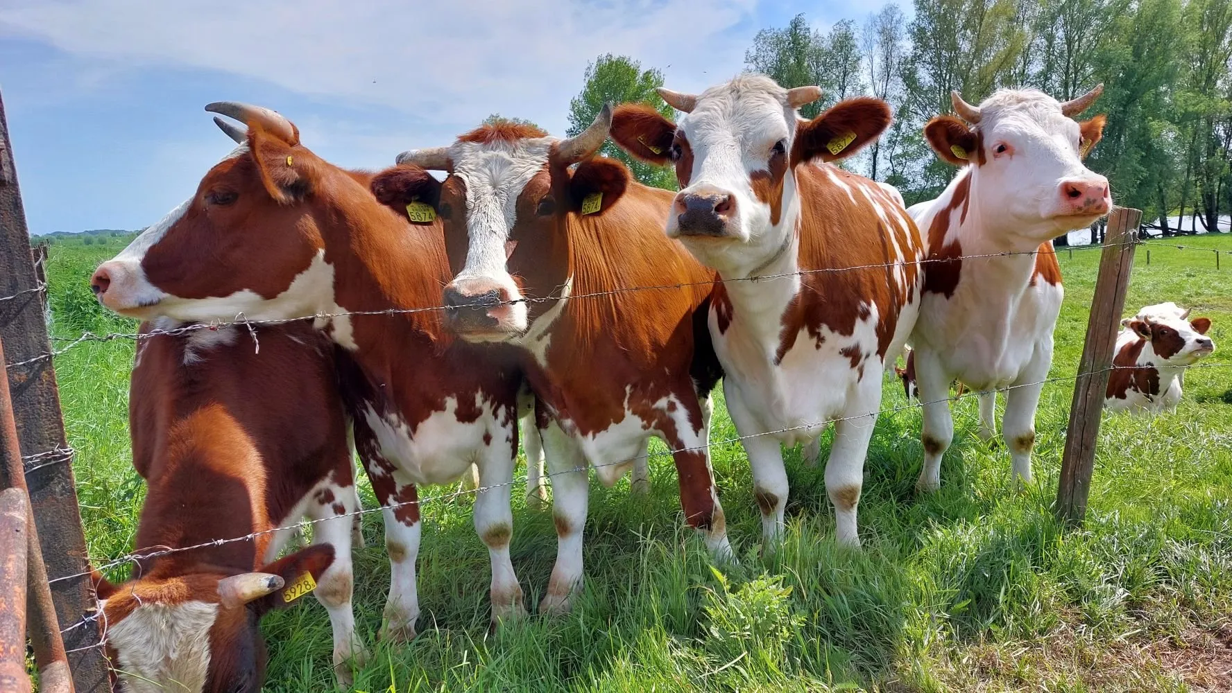 landelijke koeien heteren