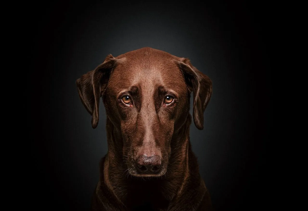 angstige hond maddin 1983 via pixabay