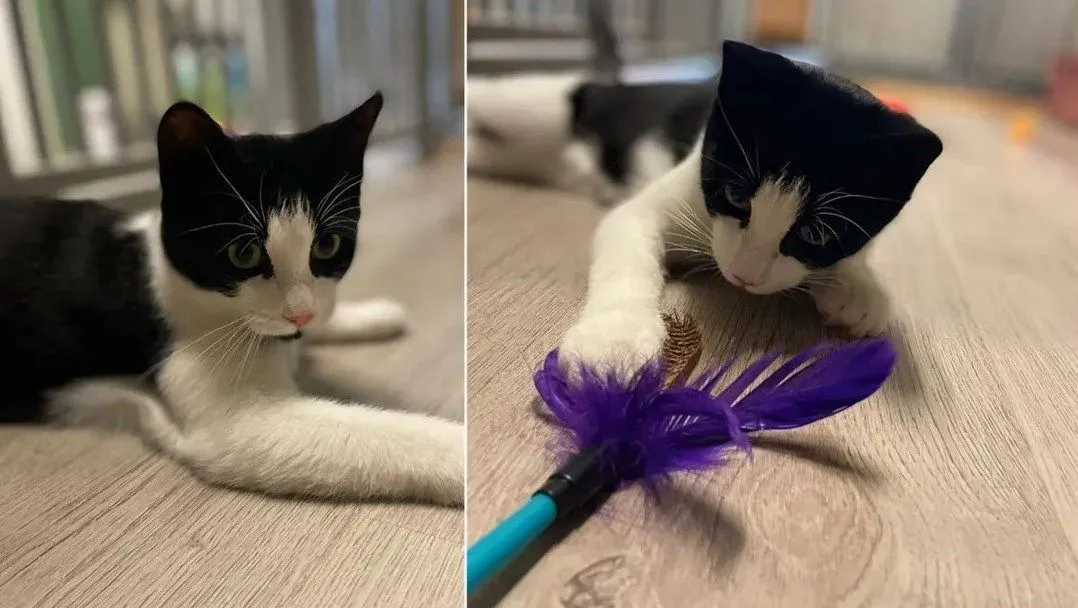 Kater Xavi zoekt een nieuw baasje