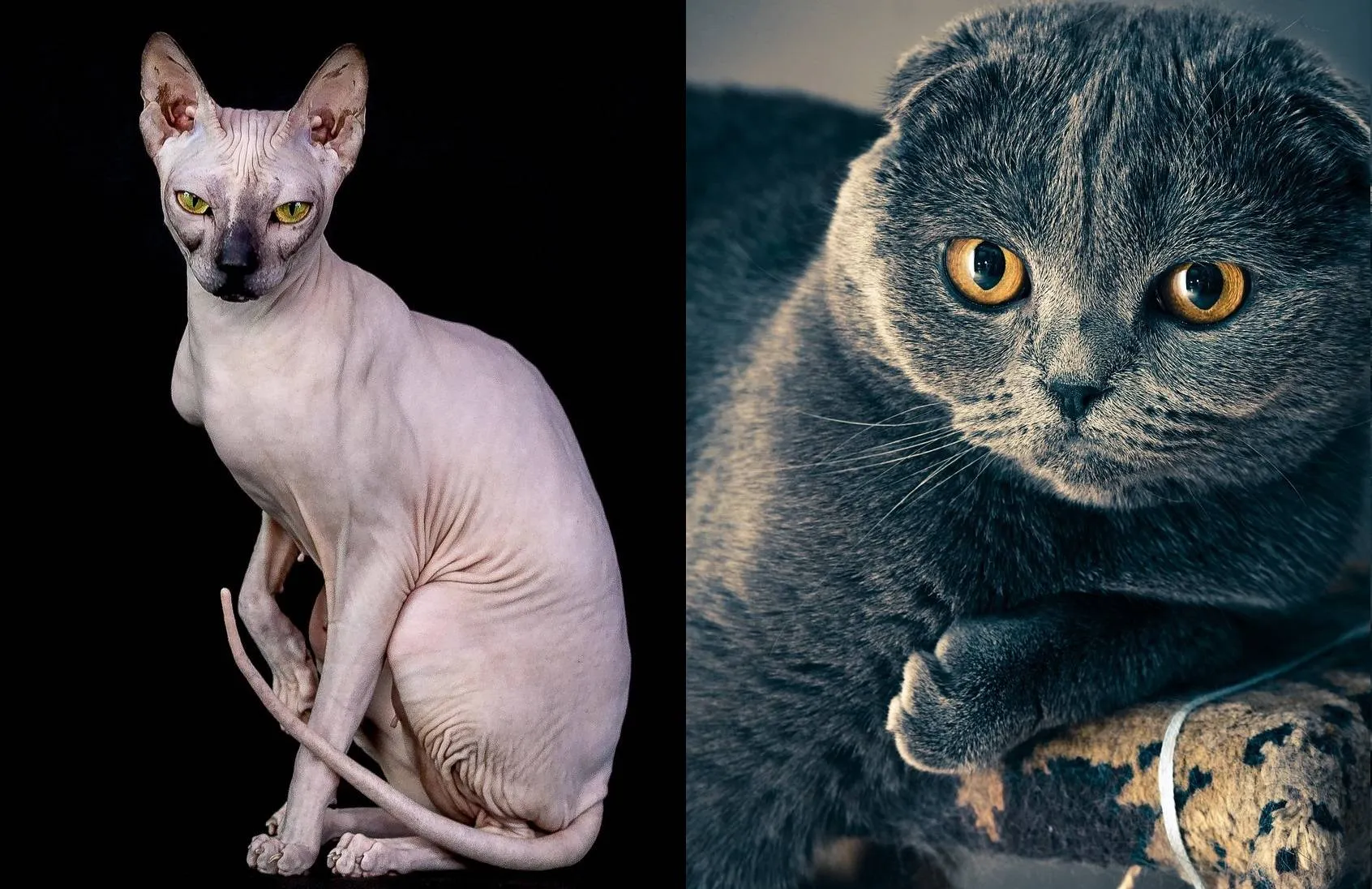 Naaktkat Kirgiz03 Pixabay Scottish-fold-edofs1 pixabay