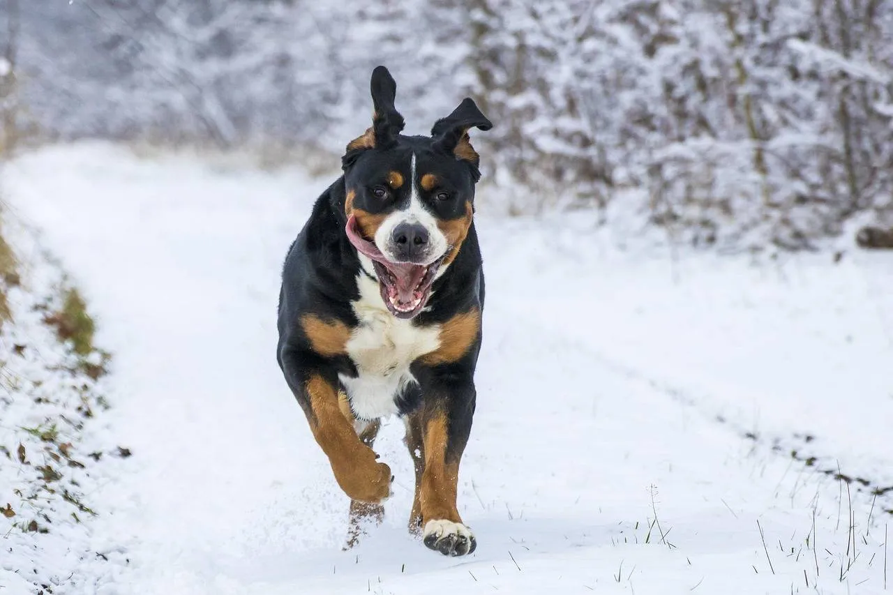 hond in de sneeuw Bieniu94 Pixabay