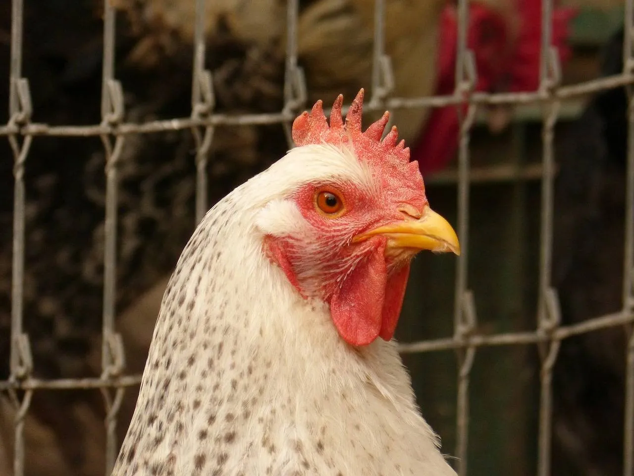 Kip, makumuki0, Pixabay