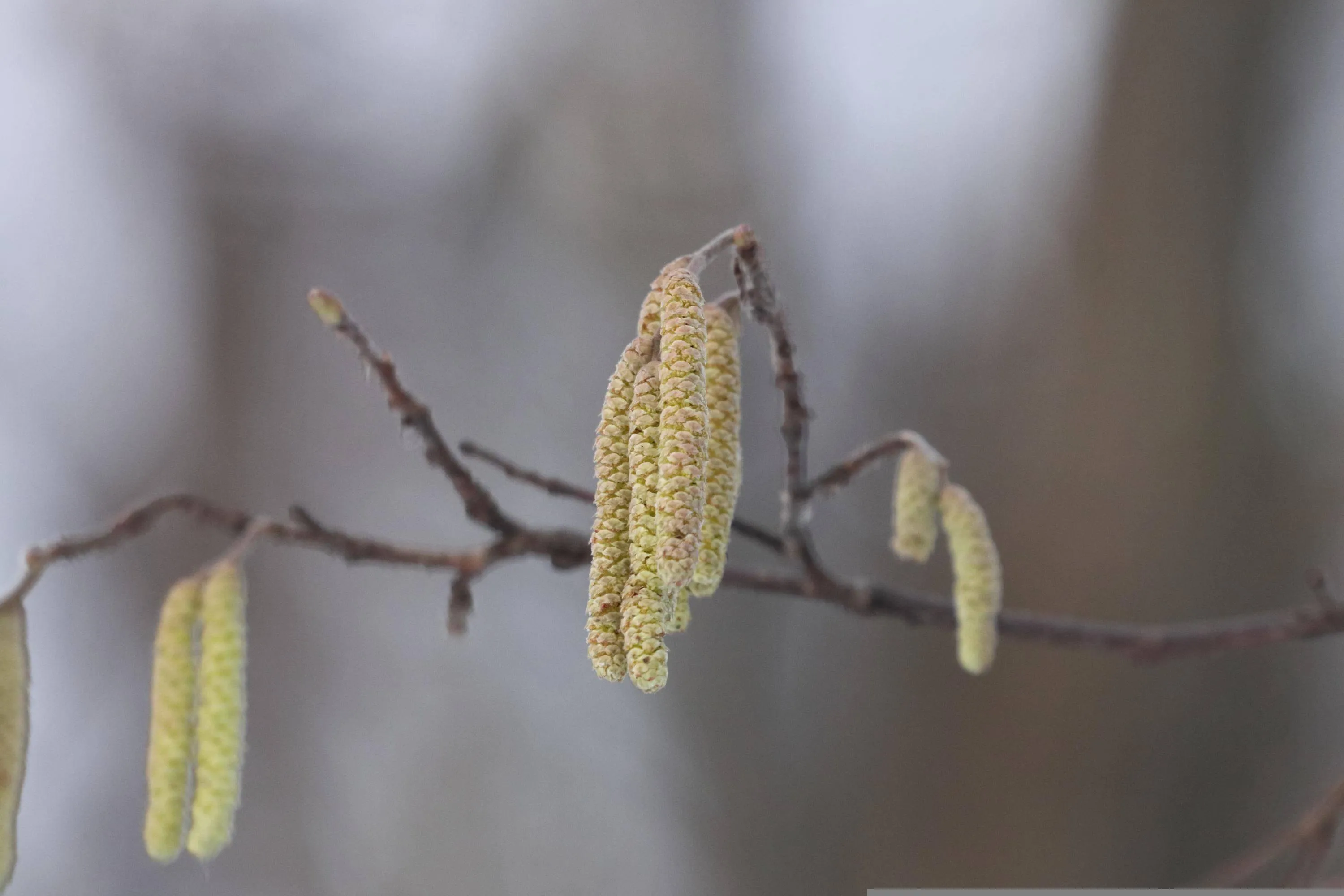 Els, pollen AnnaIlarionova Pixabay