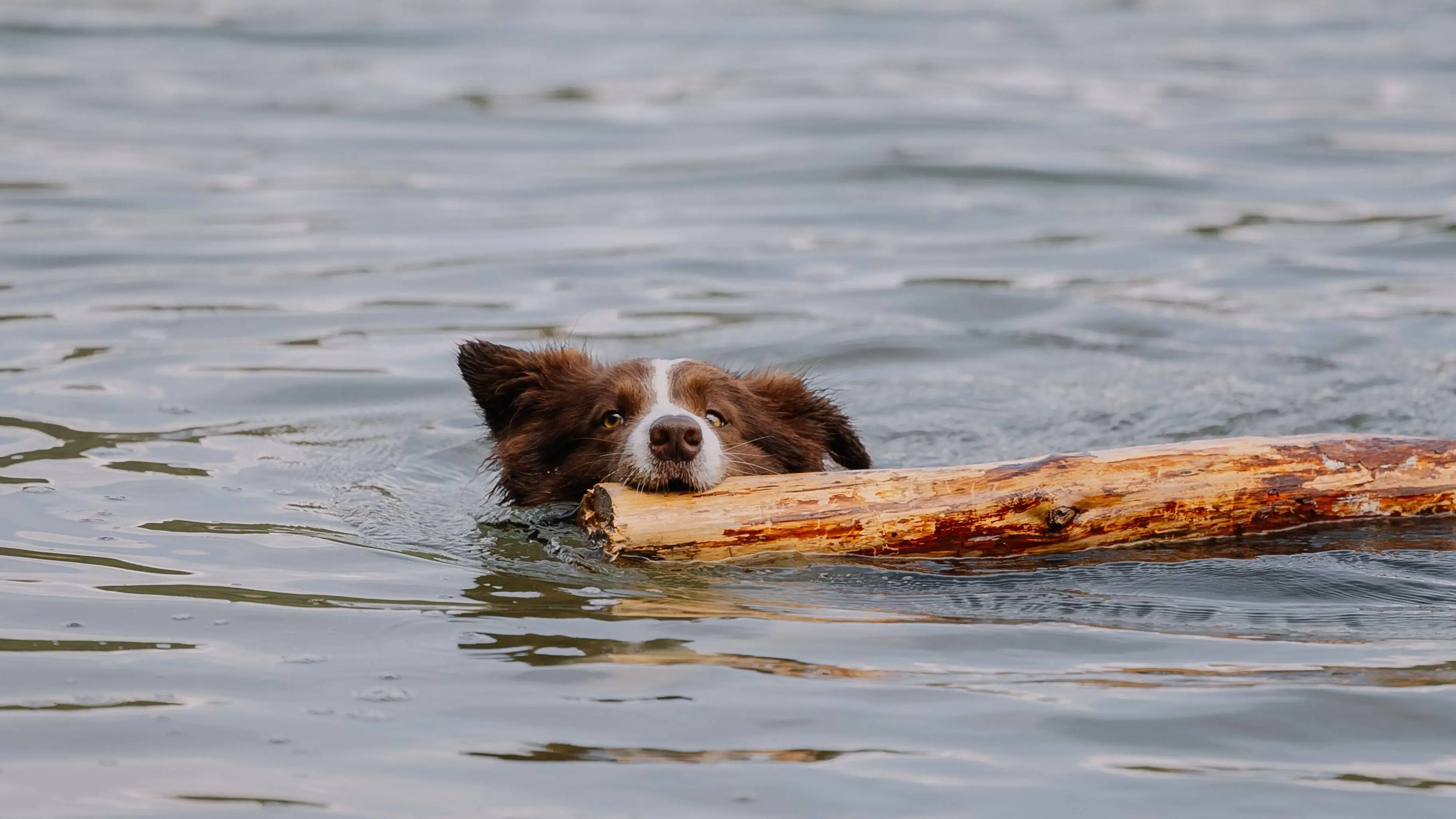 Hond in het water Elina Volkova Pexels