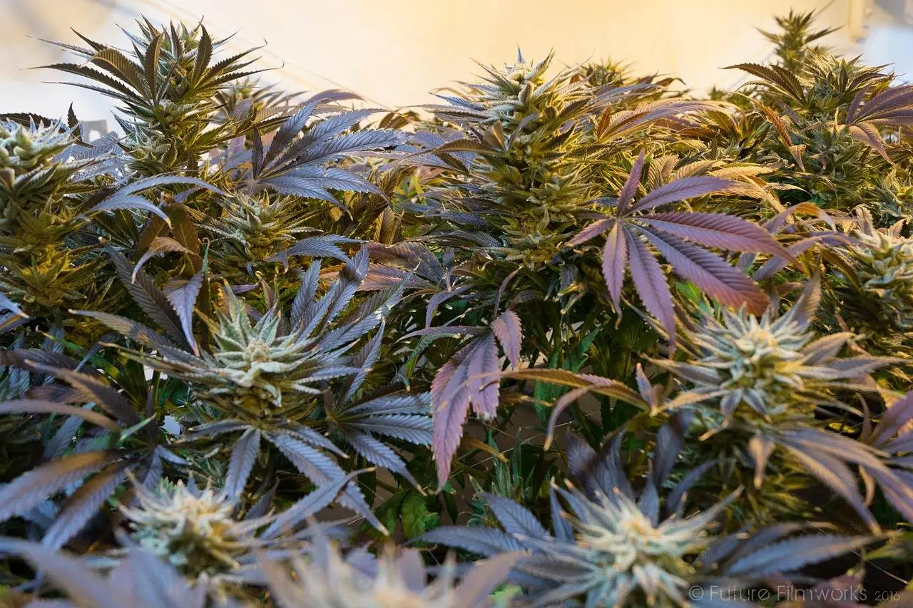 Weed, Future Filmworks, pixabay