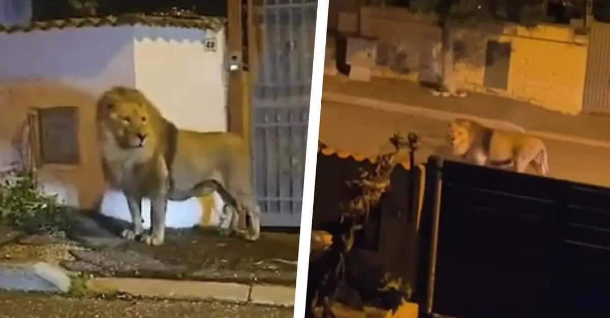 Ontsnapte circusleeuw loopt urenlang door Italiaanse stad (VIDEO)