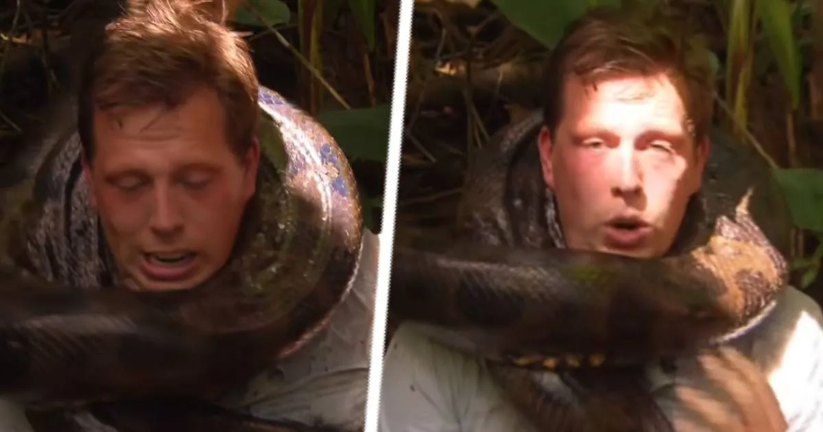 HEFTIG: Freek Vonk gewurgd door anaconda van 4(!) meter: 'Groot gevaar'