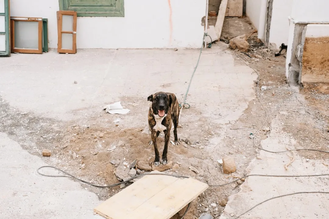 Verbouwen met een hond: zo blijft het voor iedereen leefbaar