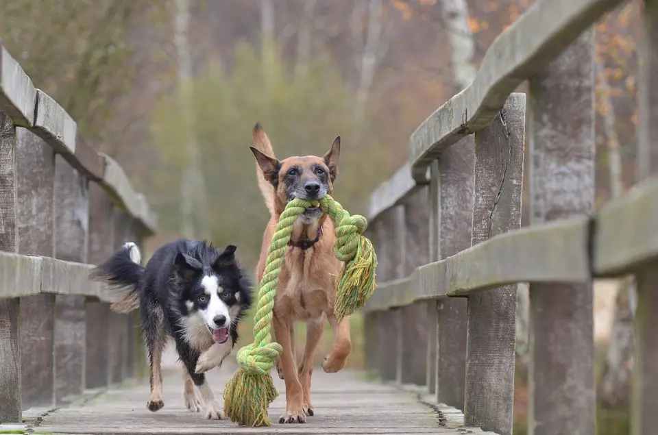 hond honden
