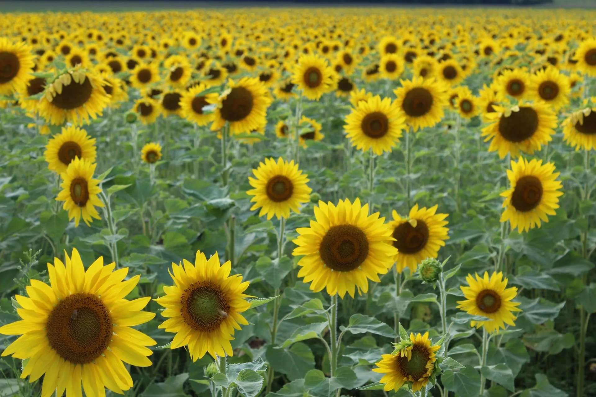 1000 zonnebloemen greenacre via pixabay
