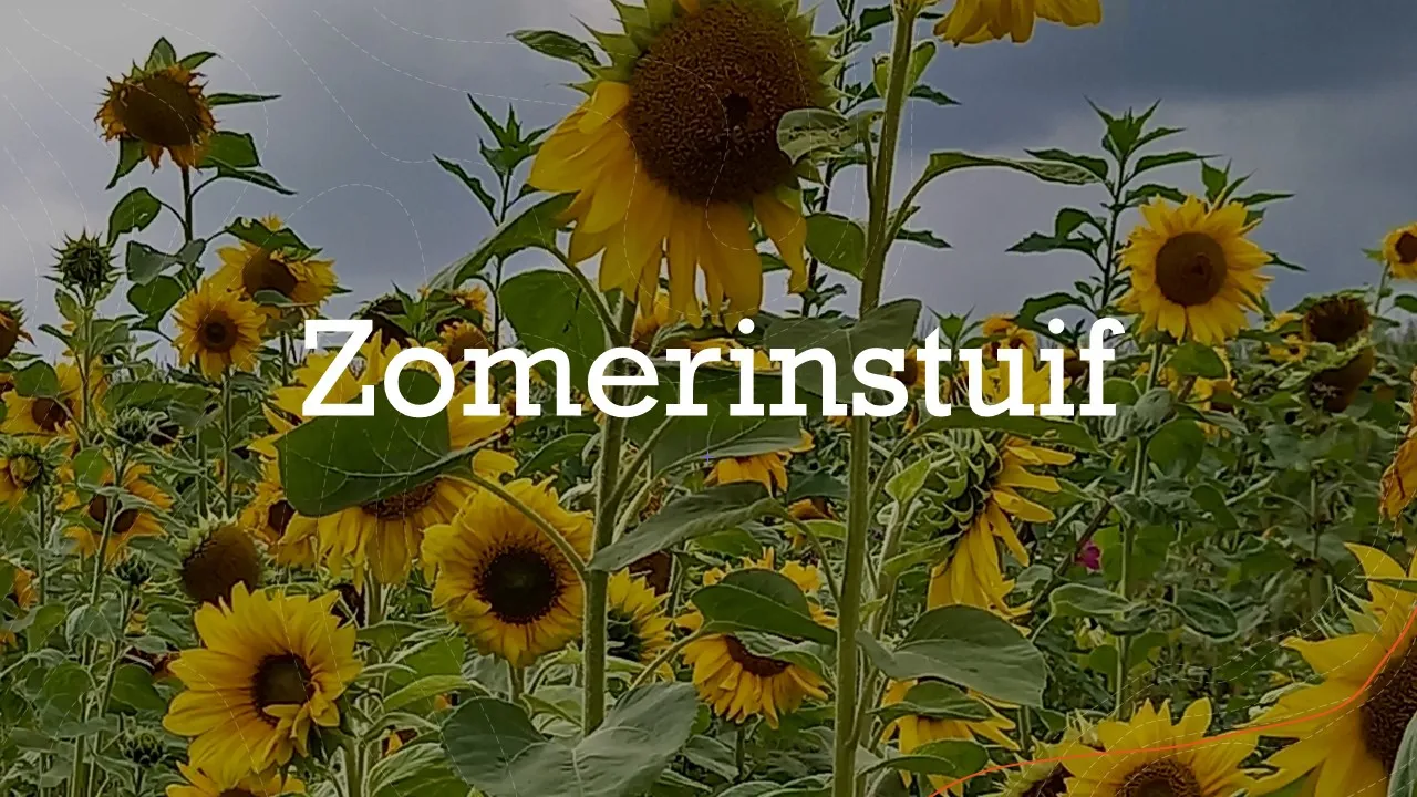 beeld zomerinstuif zonnebloemen